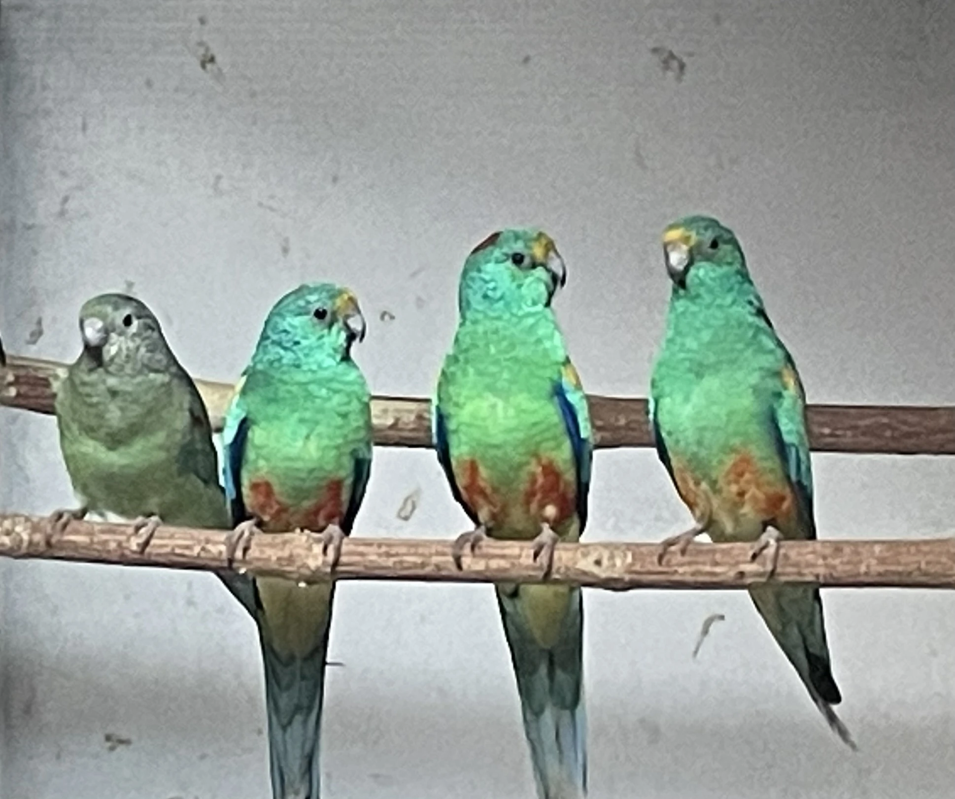 Papoušek mnohobarvý