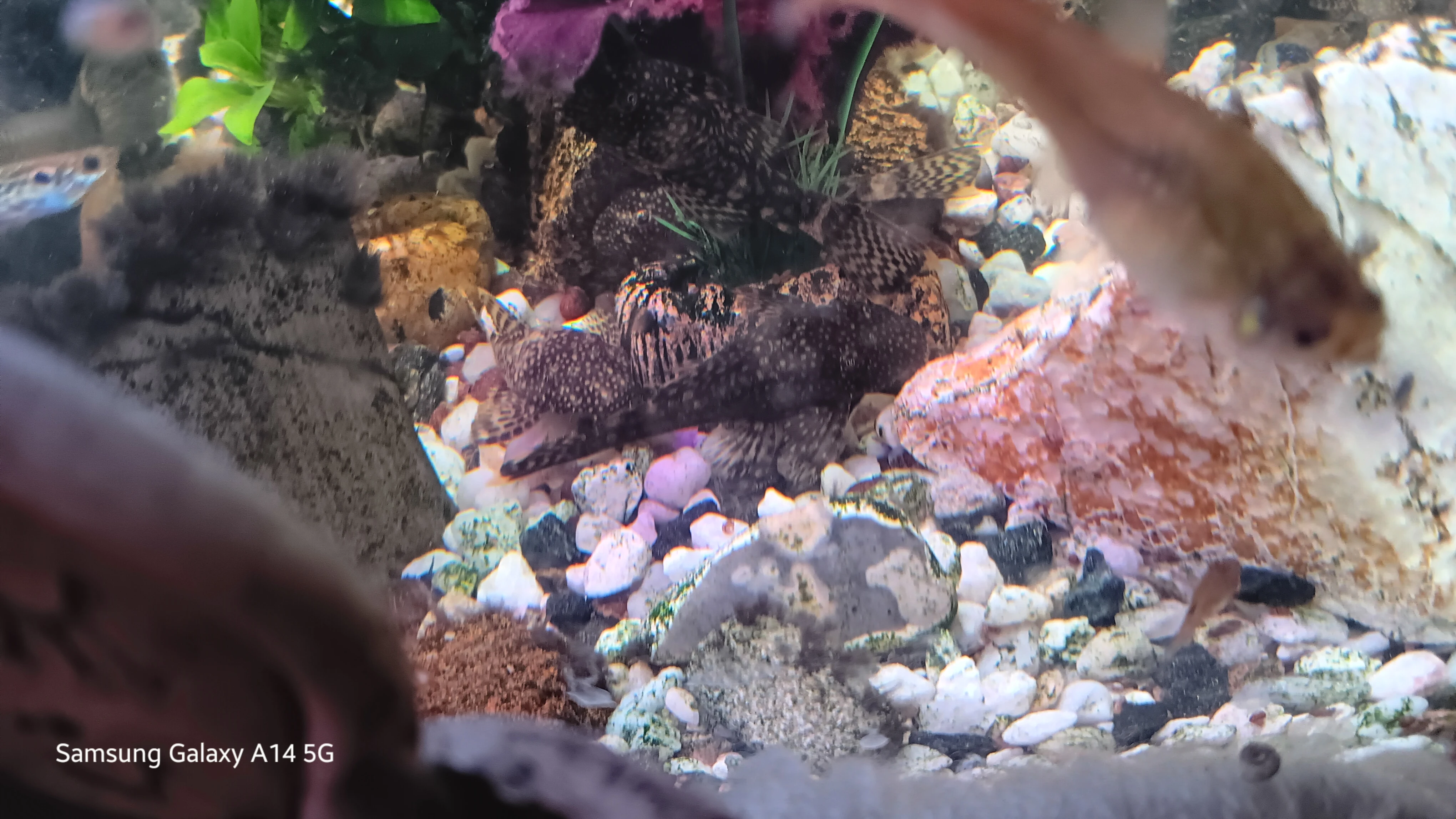 Prodám krunýřovce