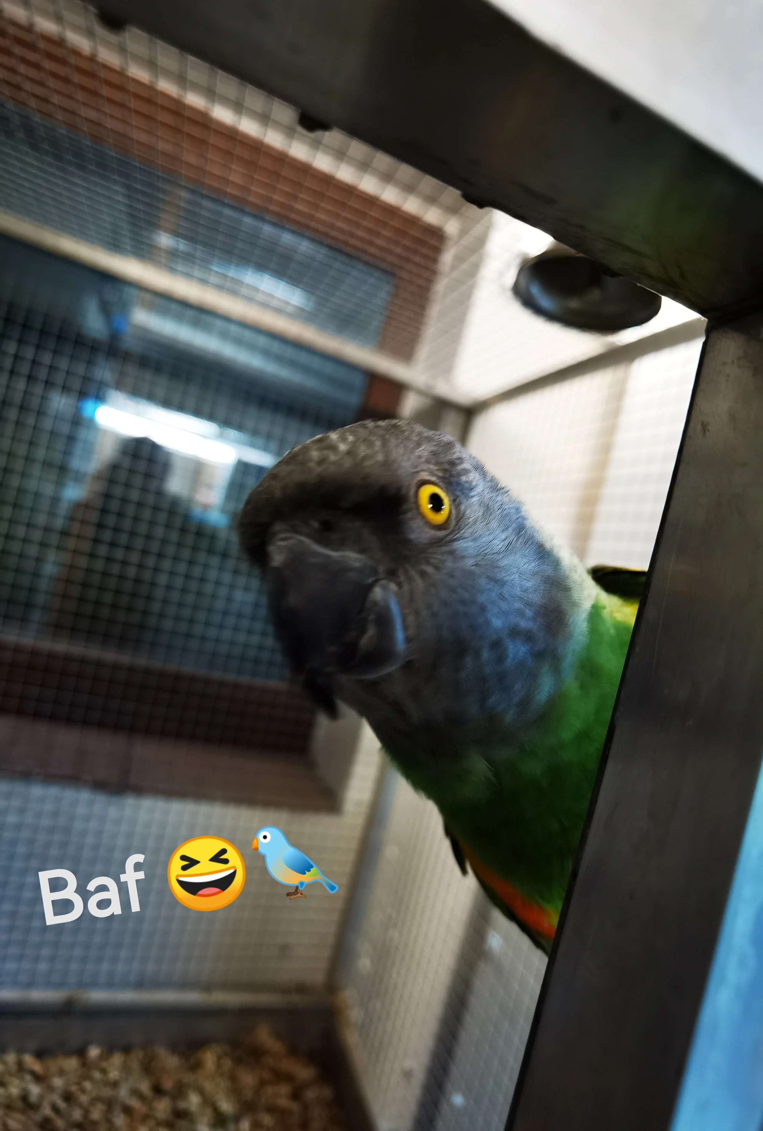 Papoušek senegalský samec koupím