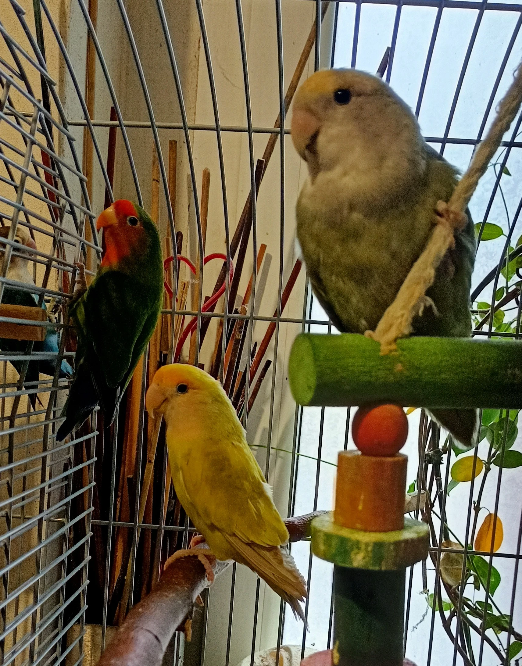 Agapornis růžohrdlý