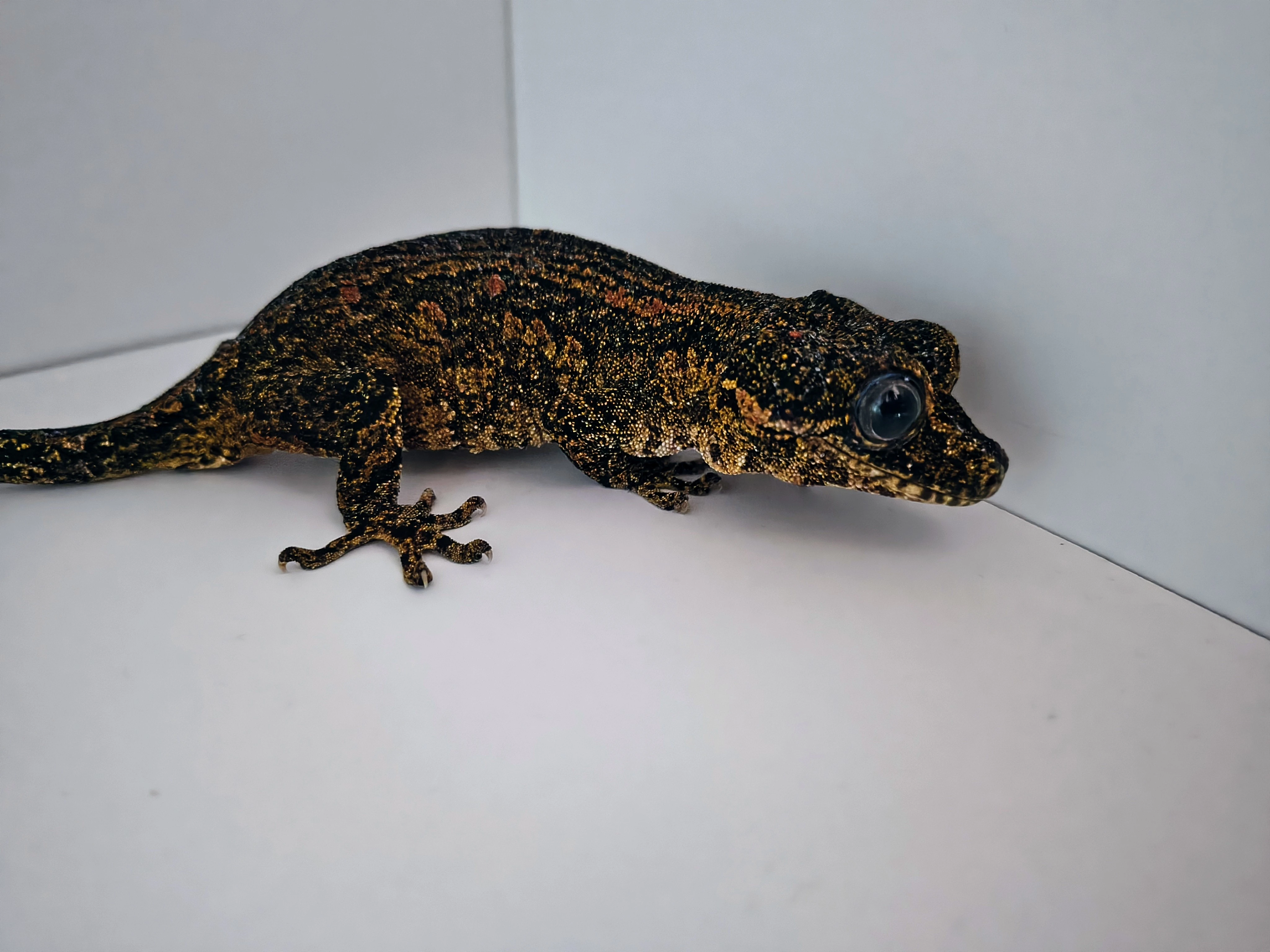 Pagekon hrbolkohlavý (rhacodactylus auriculatus) samice