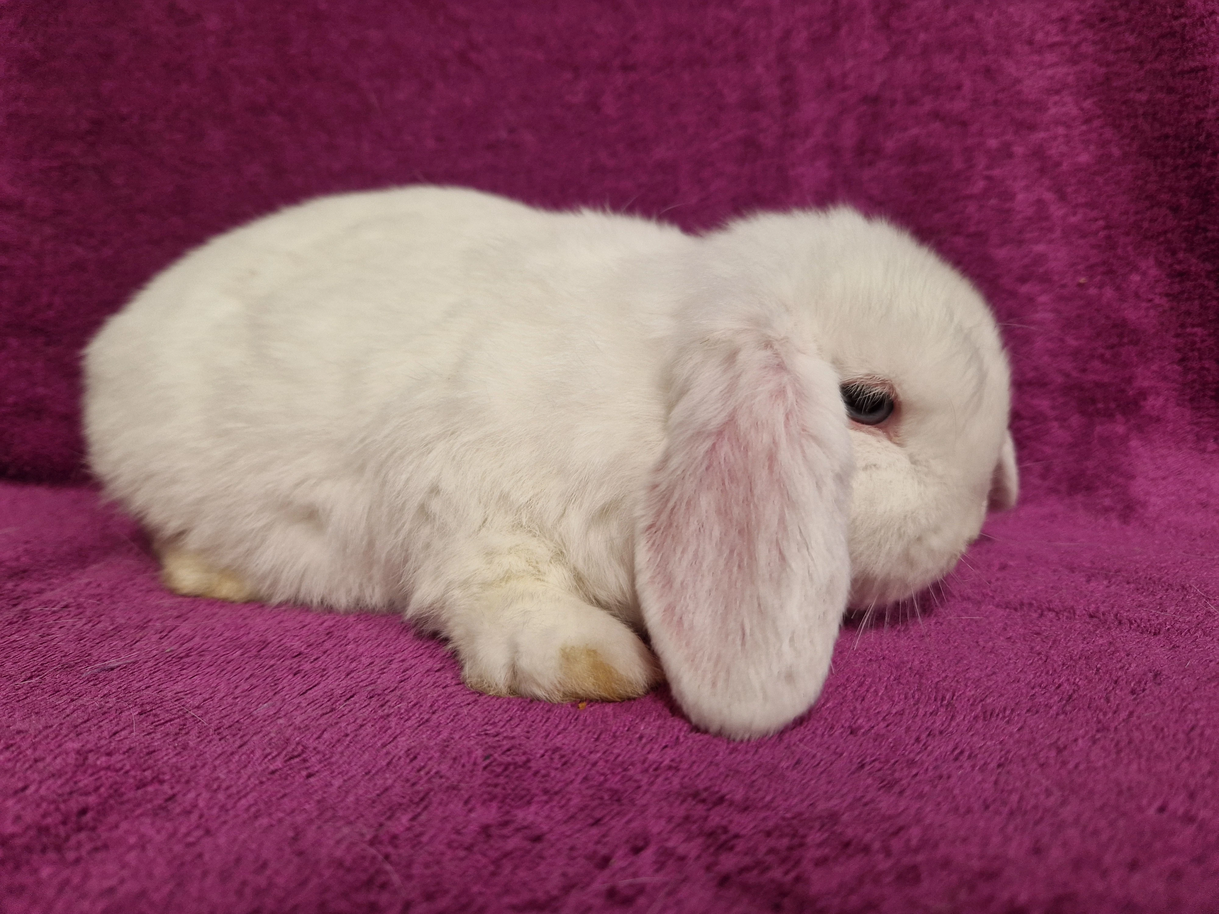 Zakrslý beran bílý modrooký