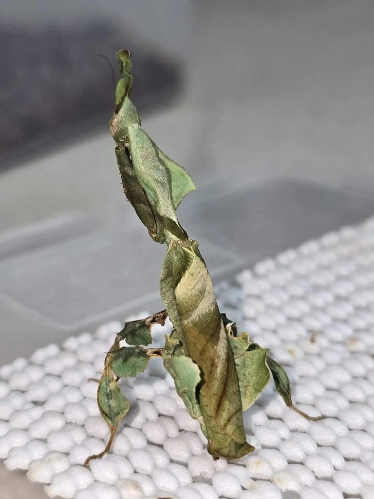 Kudlanka Phyllocrania paradoxa ( L4 - subadult ) jedinci z nepříbuzného křížení