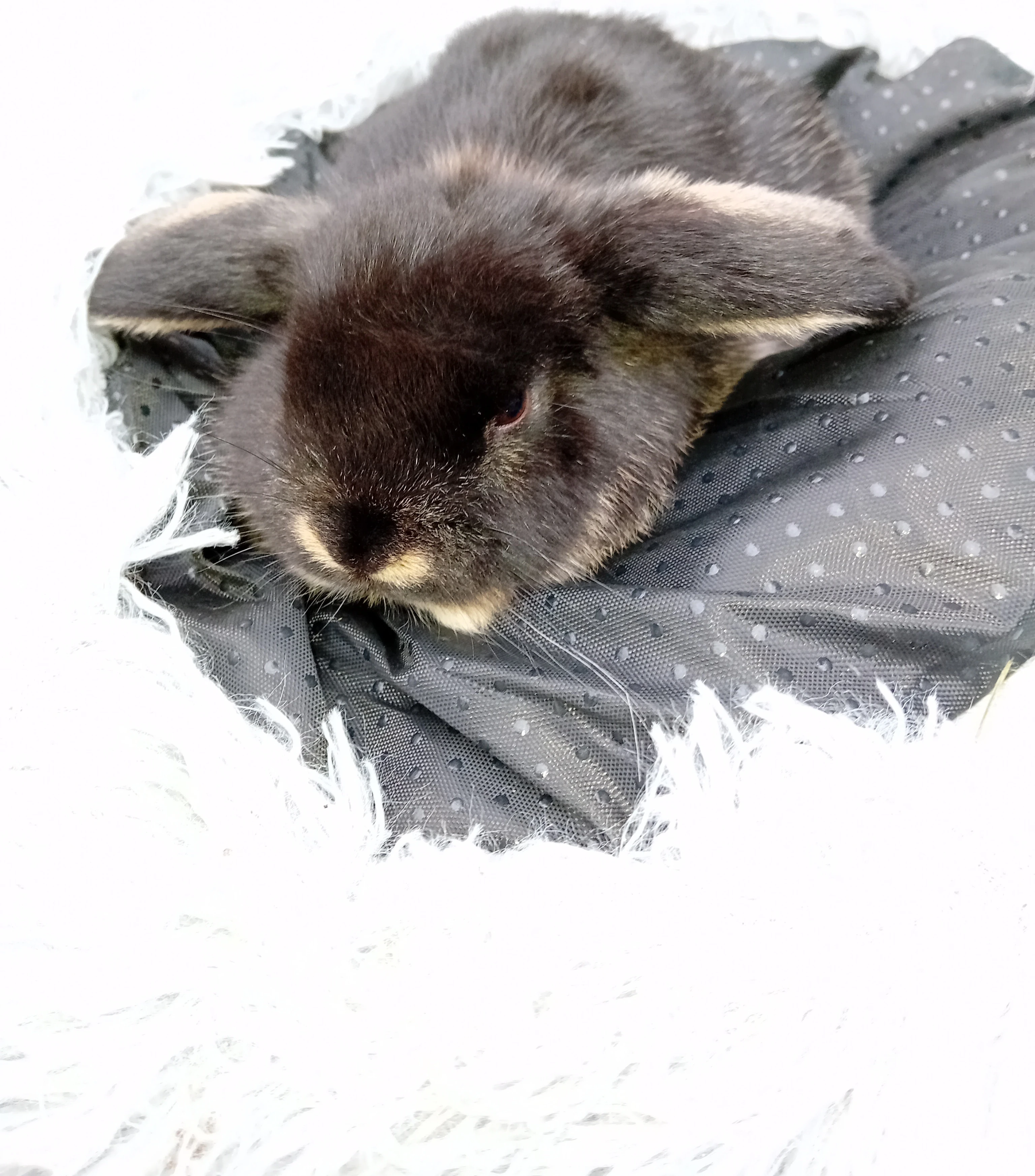 Zakrslý beránek D4