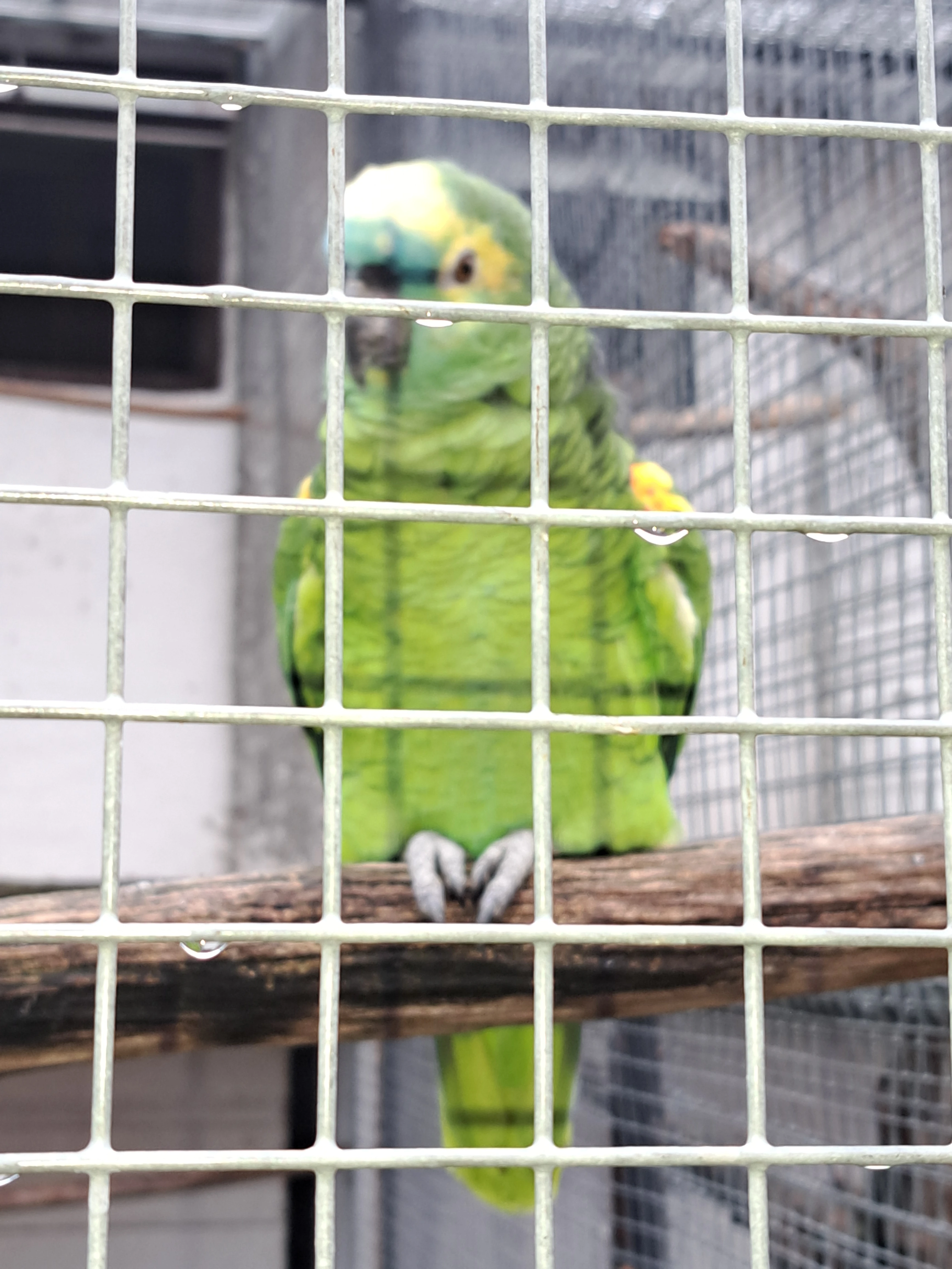 Amazoňan modročely