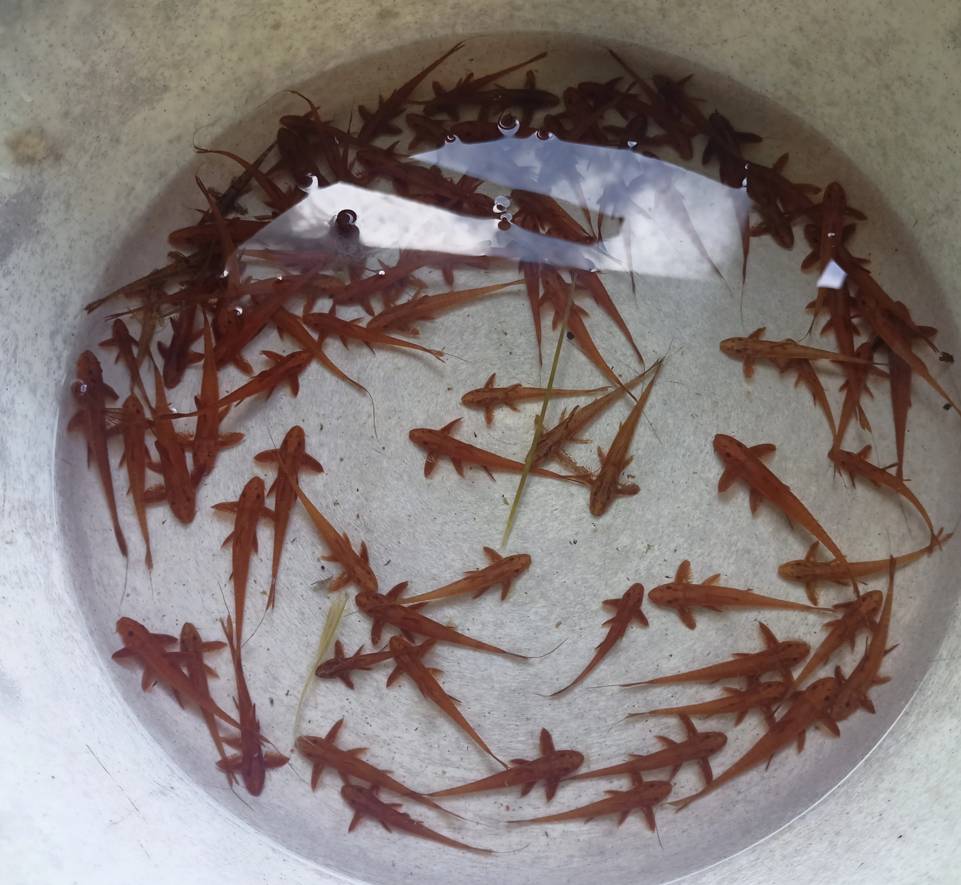 Lorikarie rineloricaria sp. red, Loricaria filamentosa