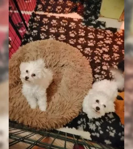 Skvělá štěňata maltézského terčů k prodeji