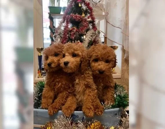 Vzácní toy pudlíci připraveni k nastěhování