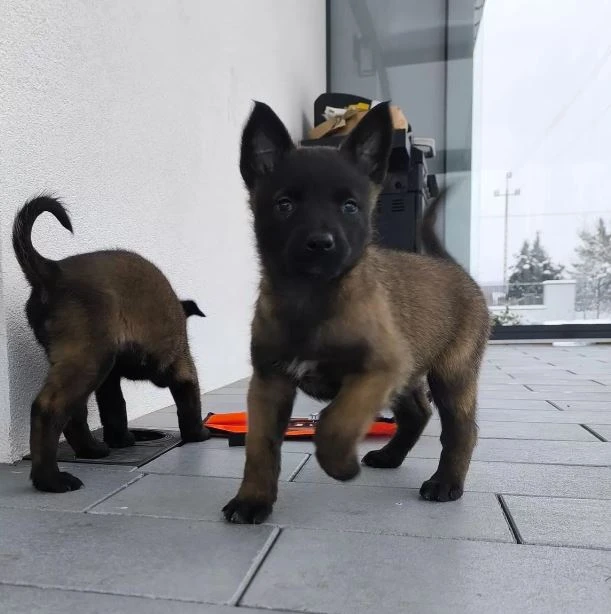 Štěňata belgického ovčáka mallinois k odběru
