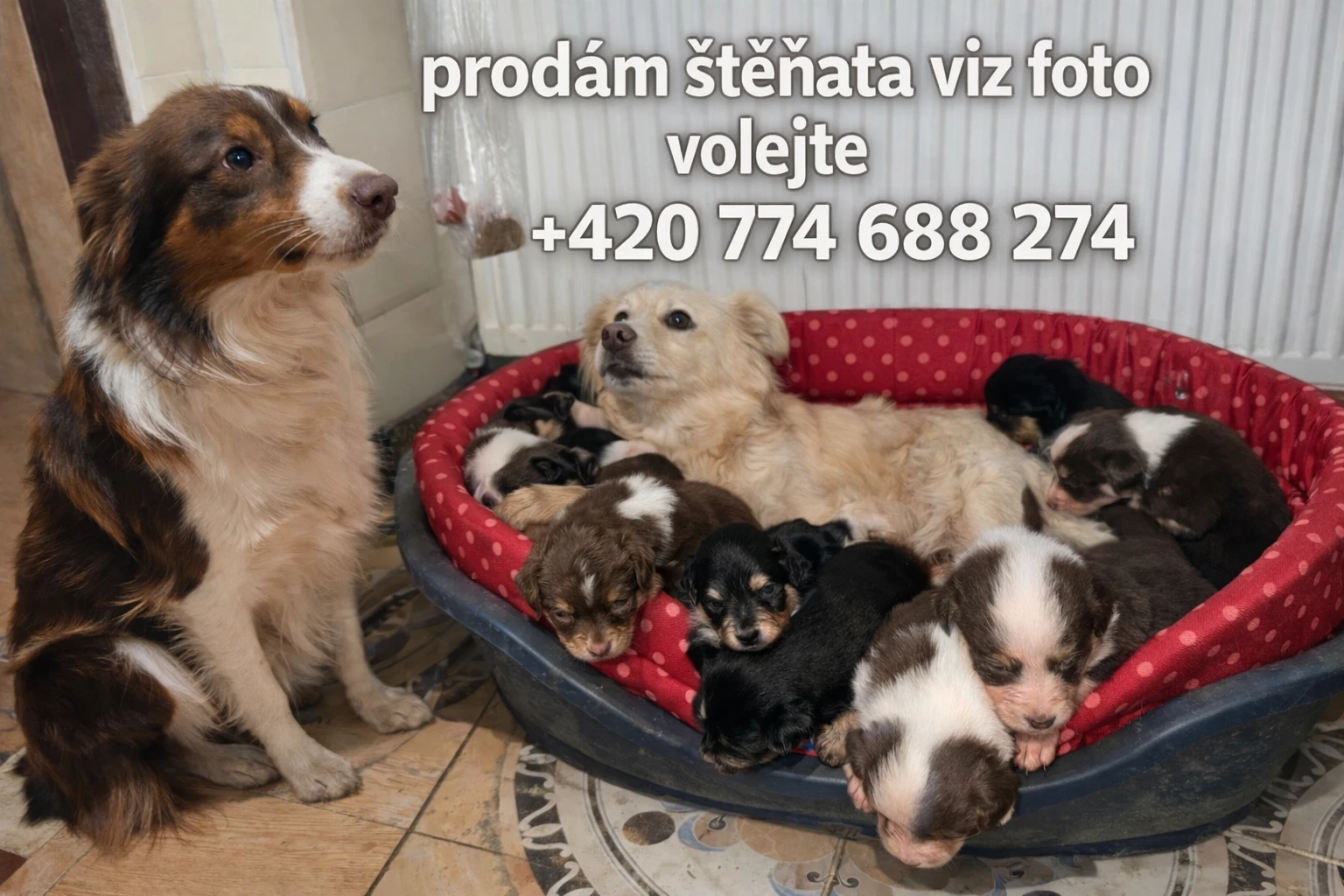 Nabízíme štěňata – kříženec border kolie  německý špic