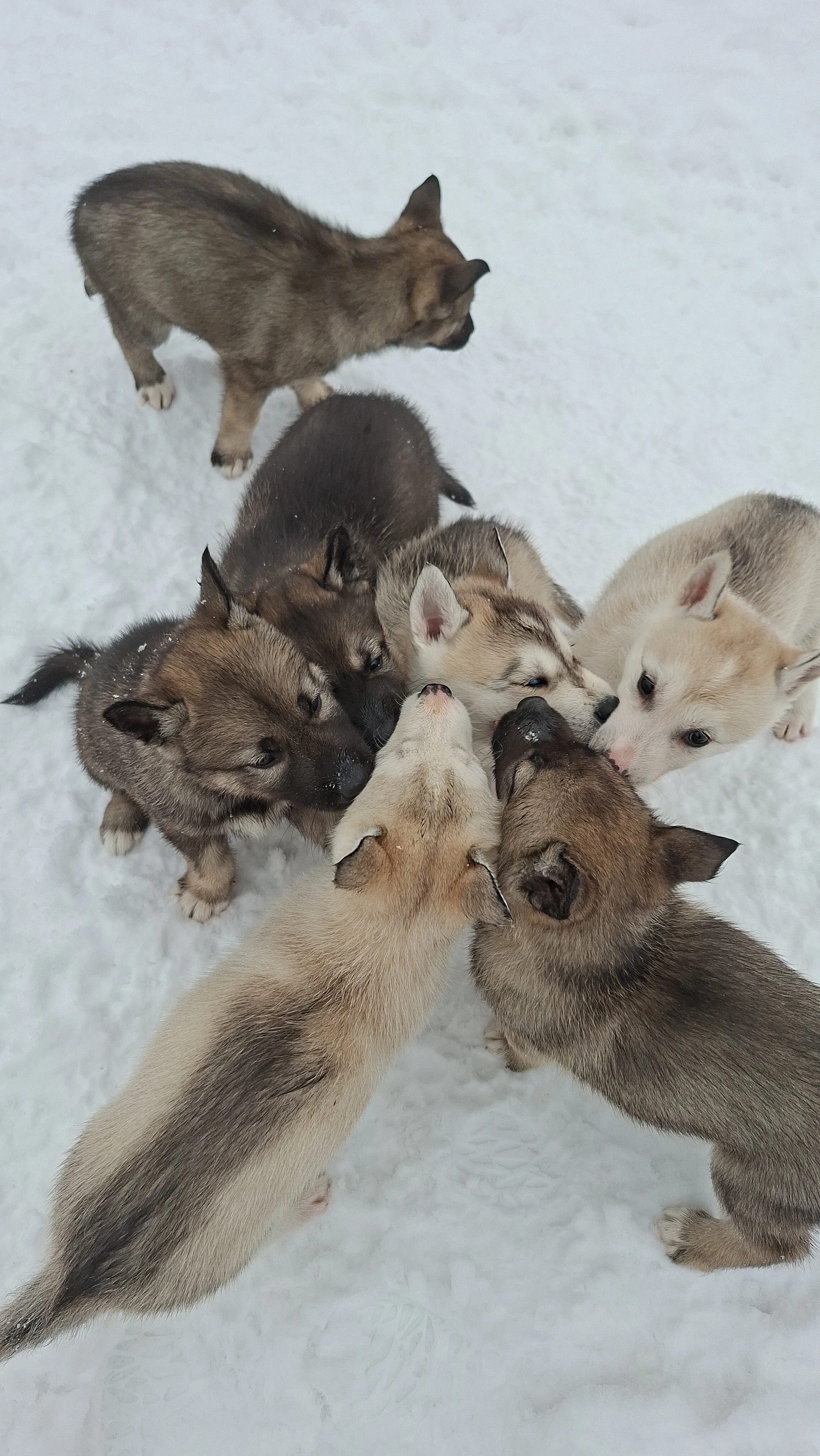 Sibiřský husky s PP