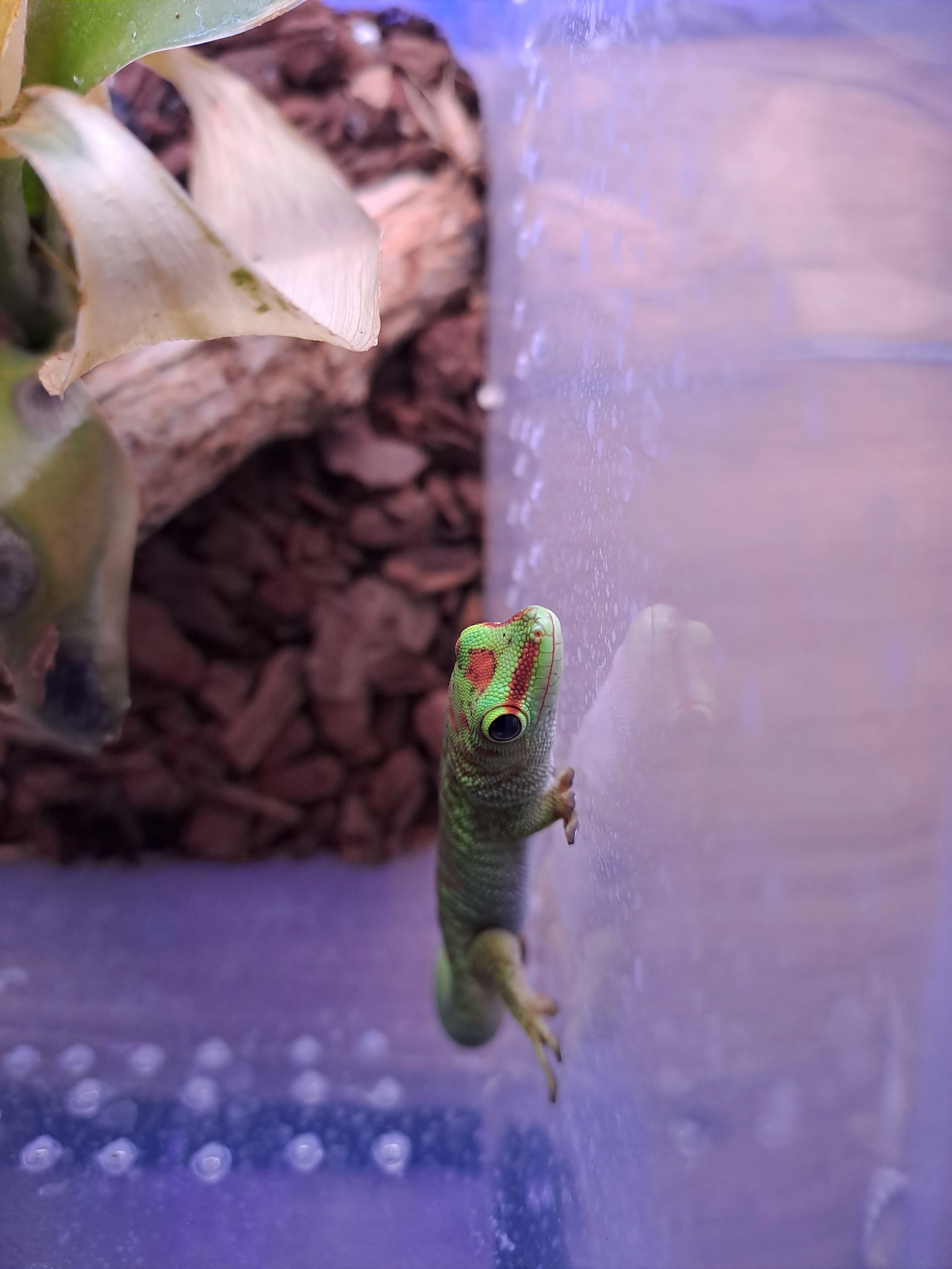 Prodám samici Phelsuma Grandis