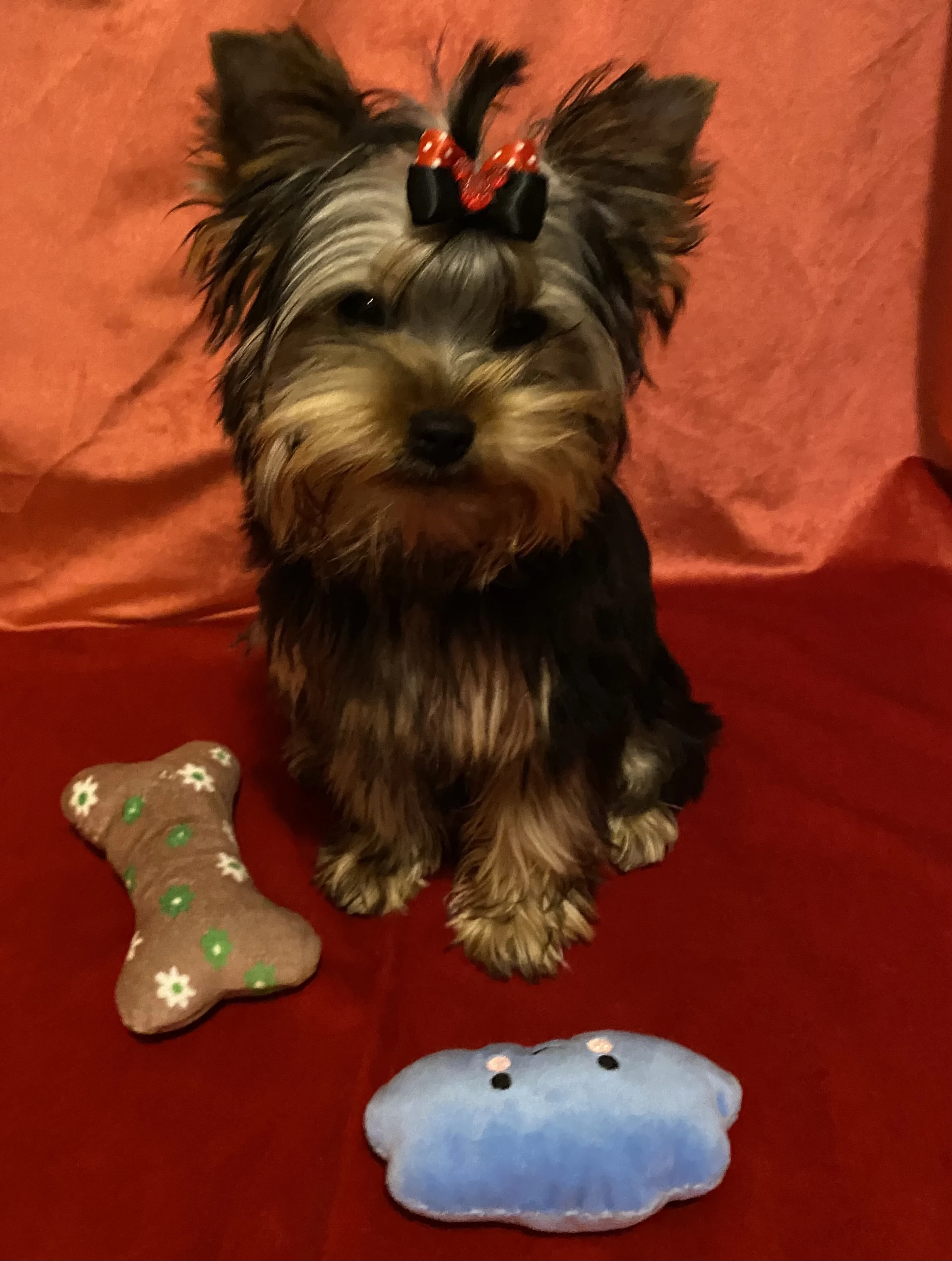 Yorkšírský teriér s PP FCI