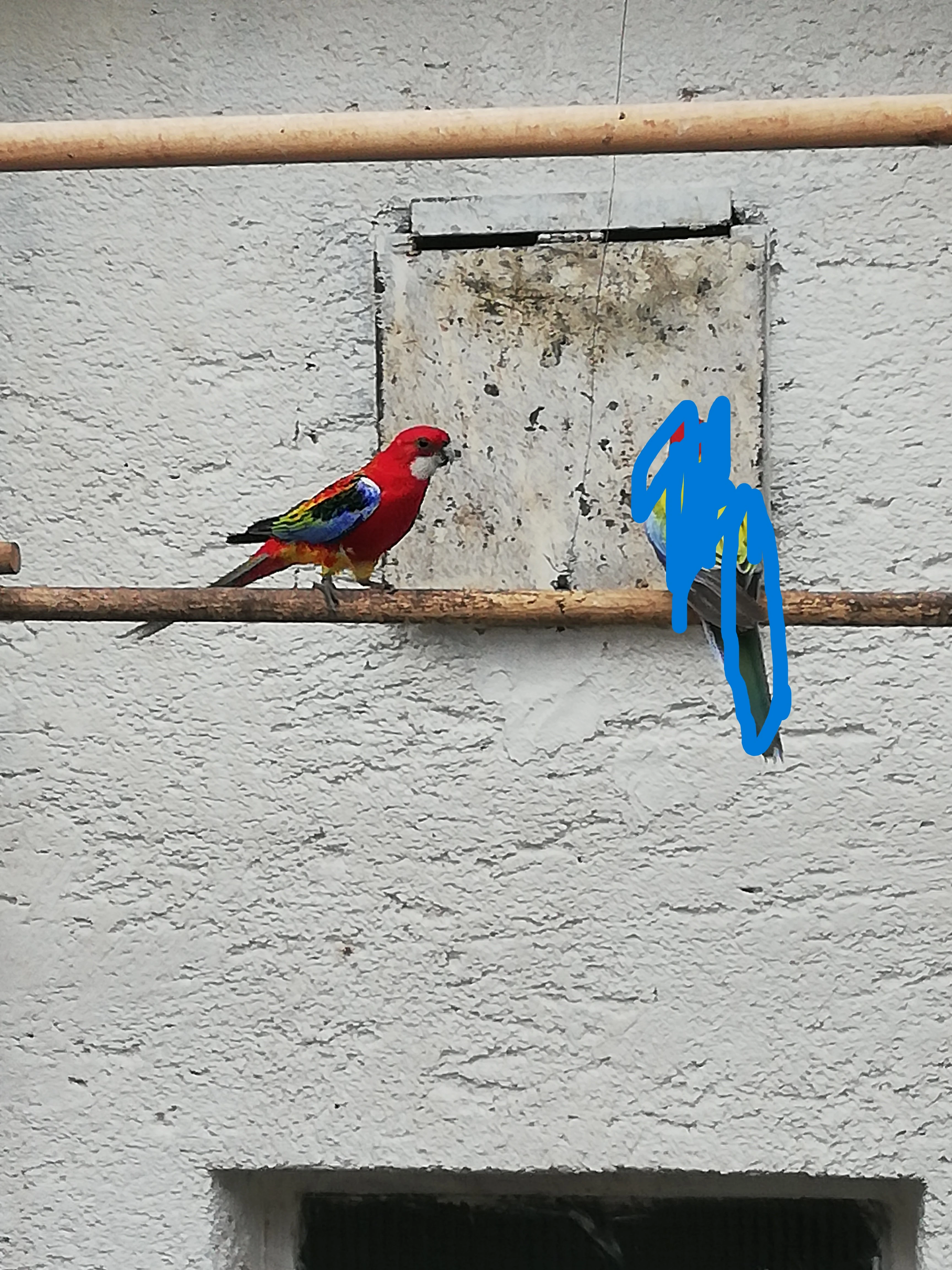 Rozela pestrá opalín golden gold