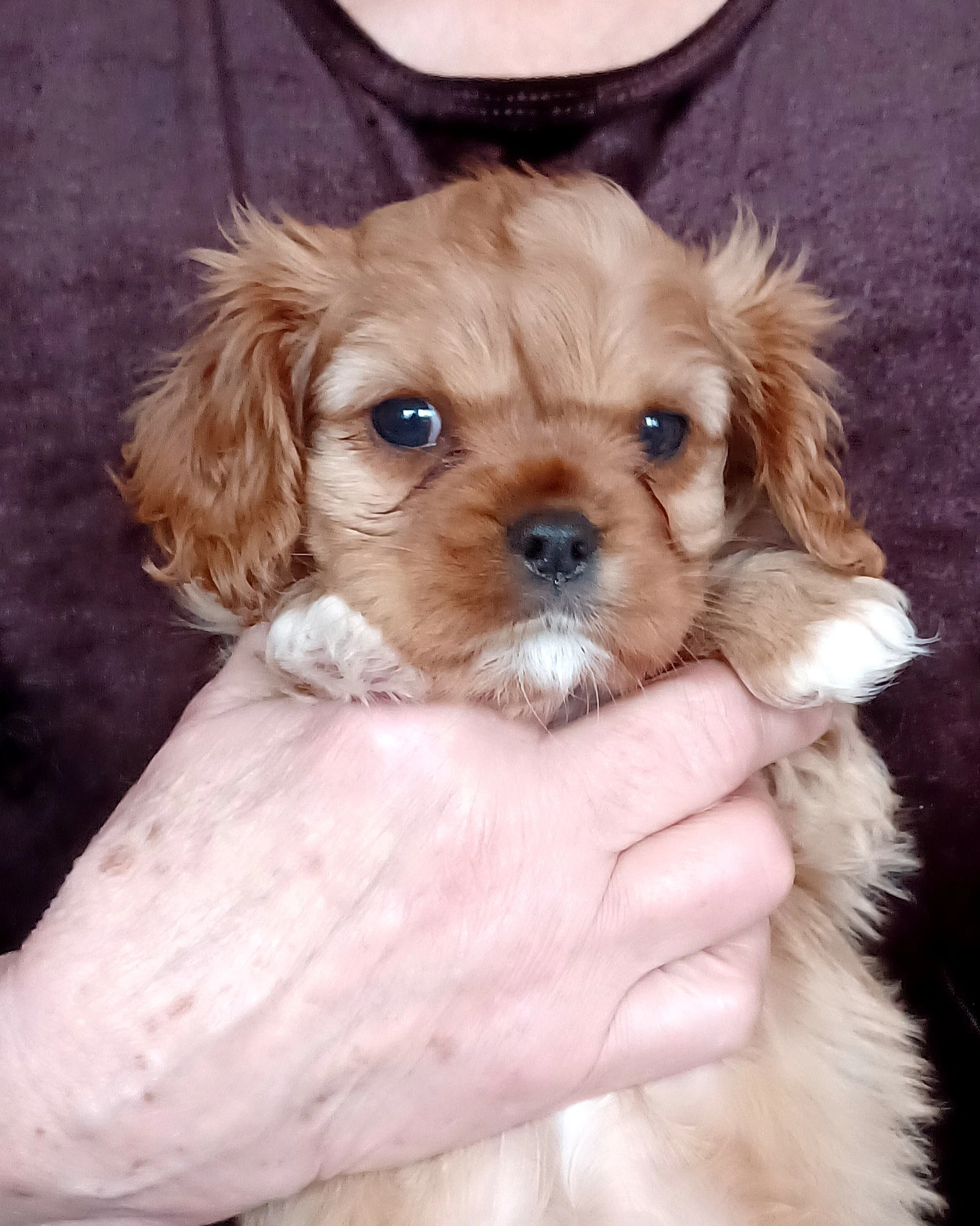 Kavalíří holčička s PP