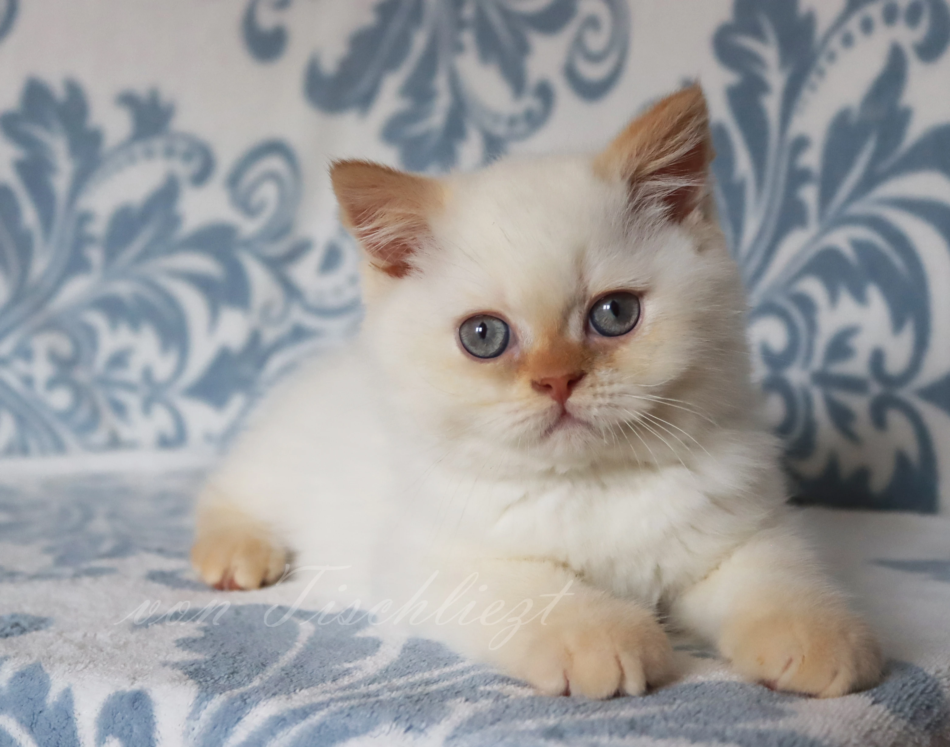 Britská colorpoint koťátka s PP