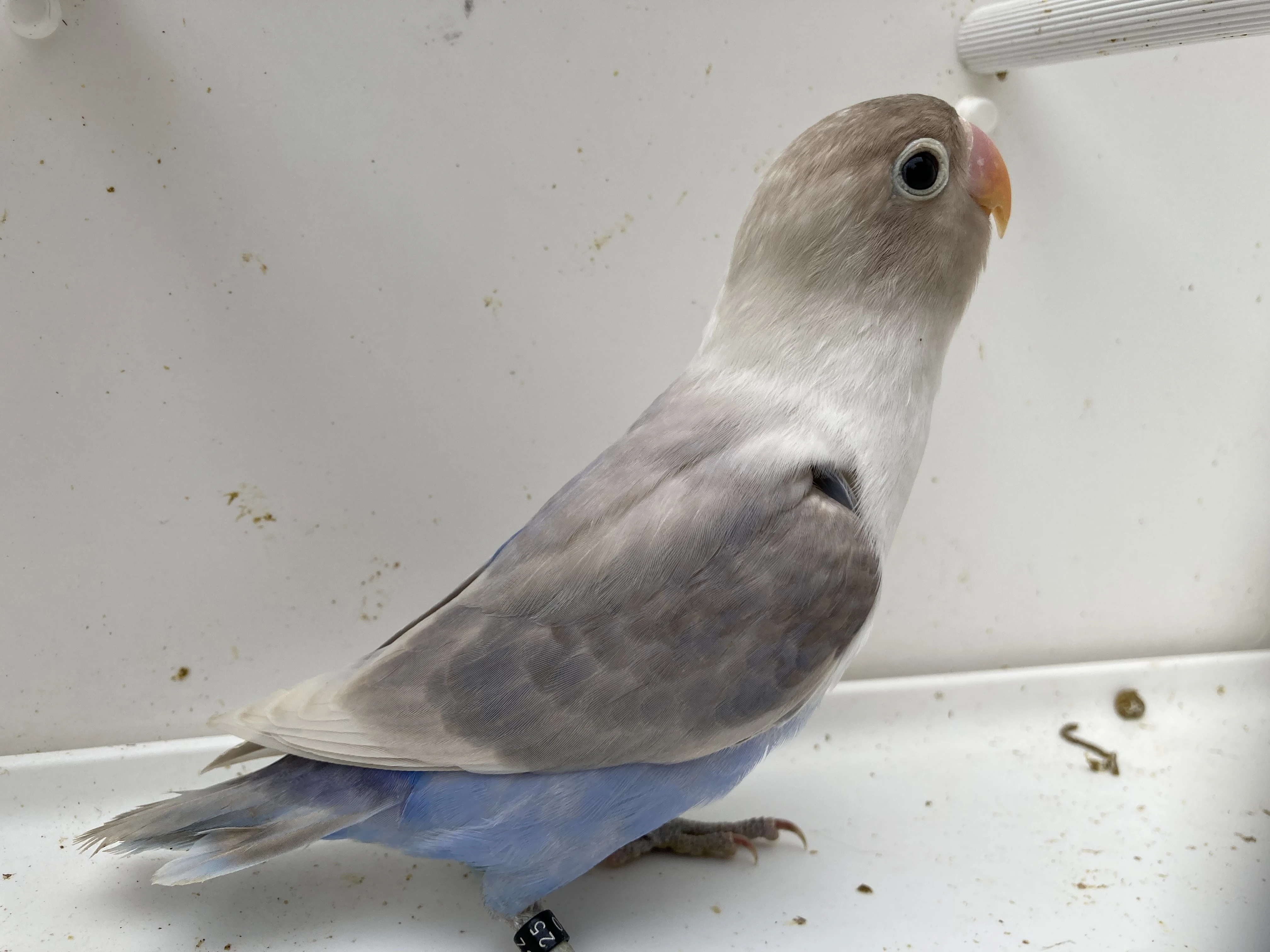 Agapornisové škraboškoví - poslední samci s DNA testy