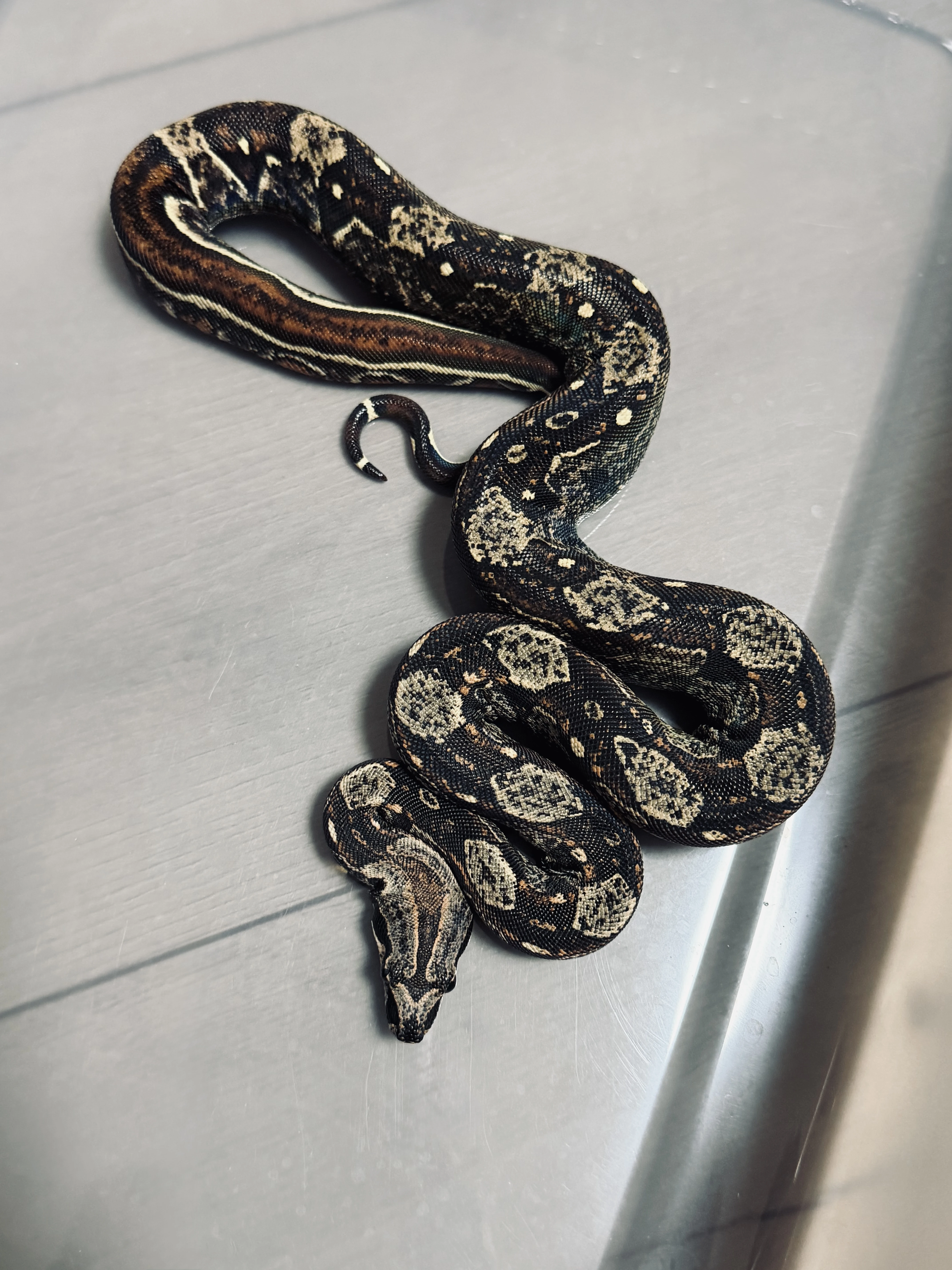 Hroznys kralovsky Boa IMG Hypo