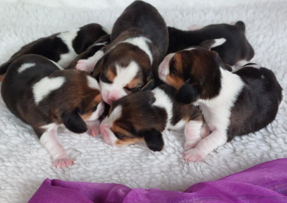 Bígl beagle štěně