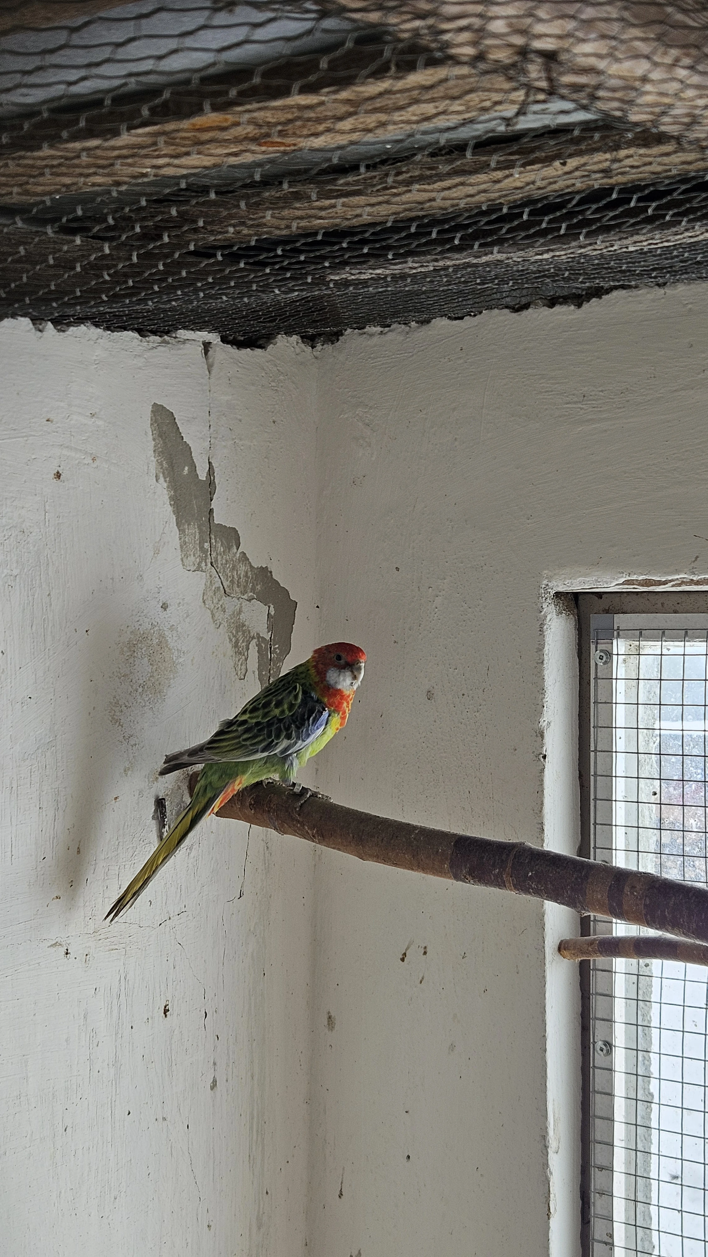 Rosela straka/modrá, zlatá?