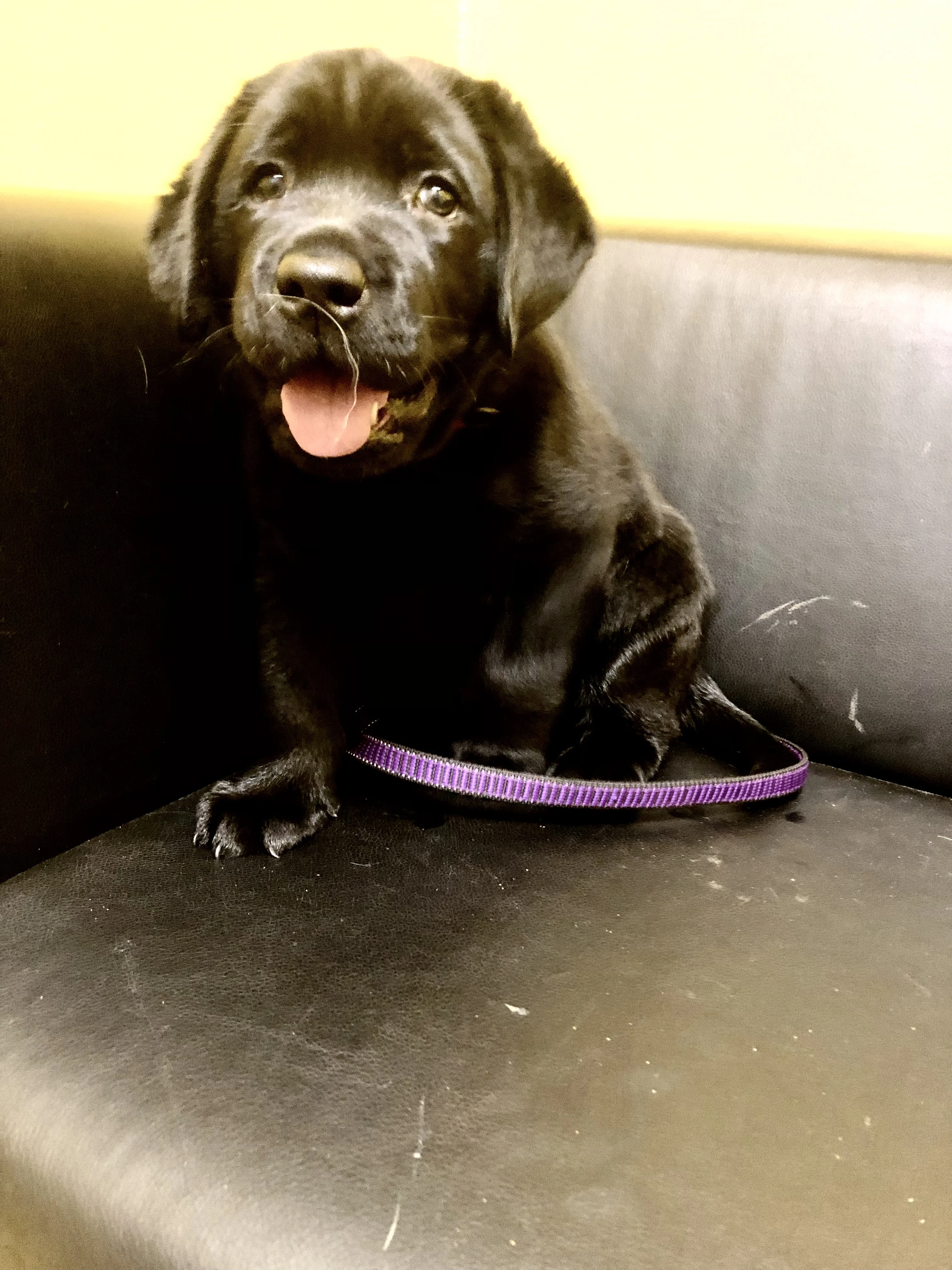 Hary Bells - lr s PP