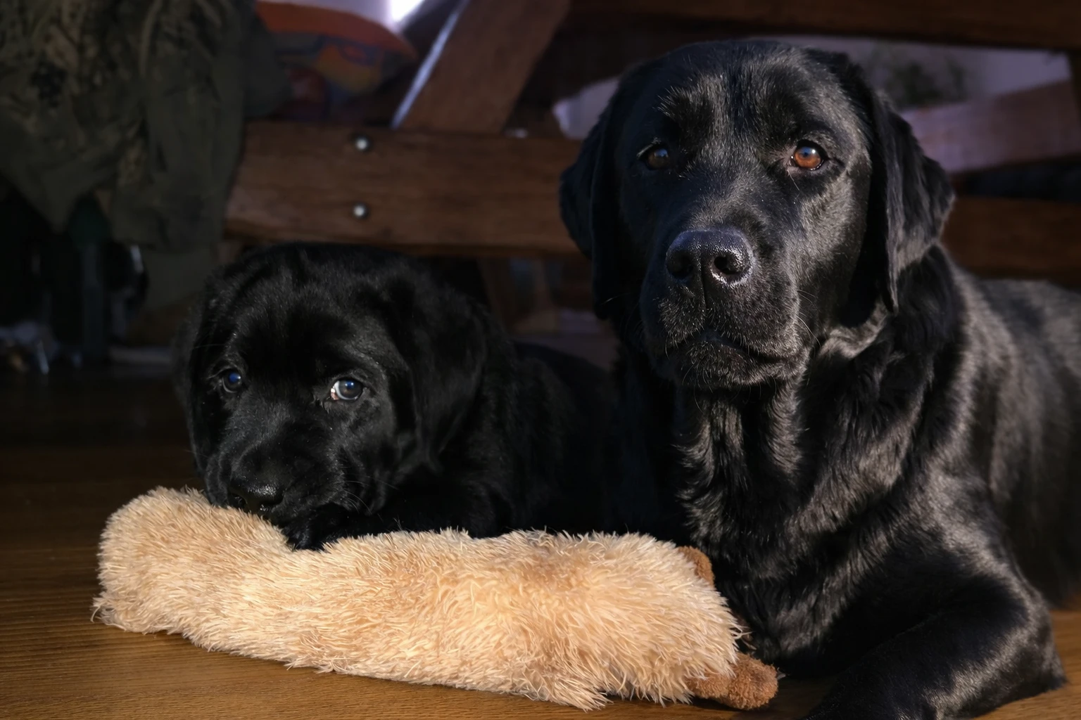 Labradorský retriever s PP