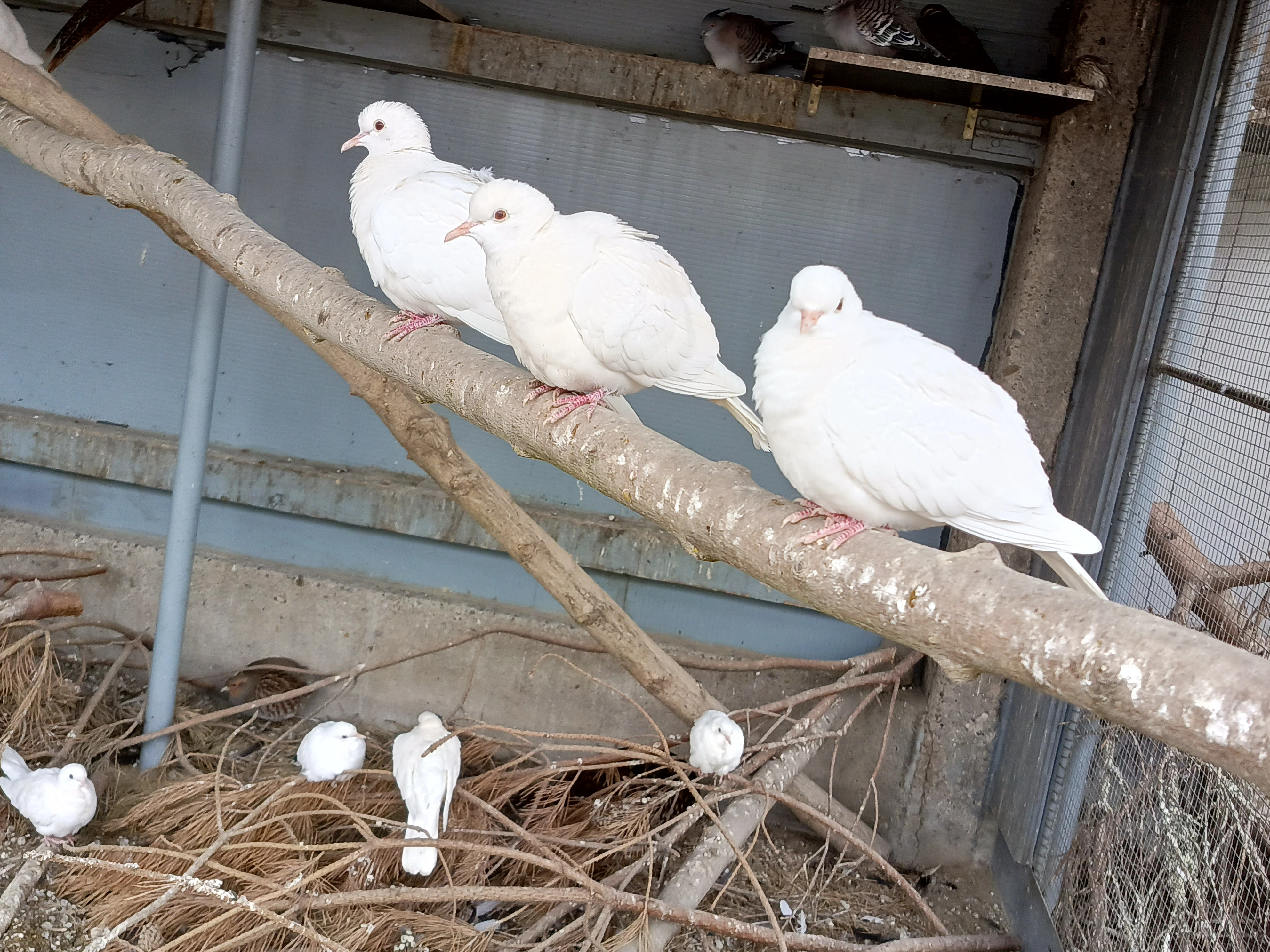 Hrdlička chechtavá