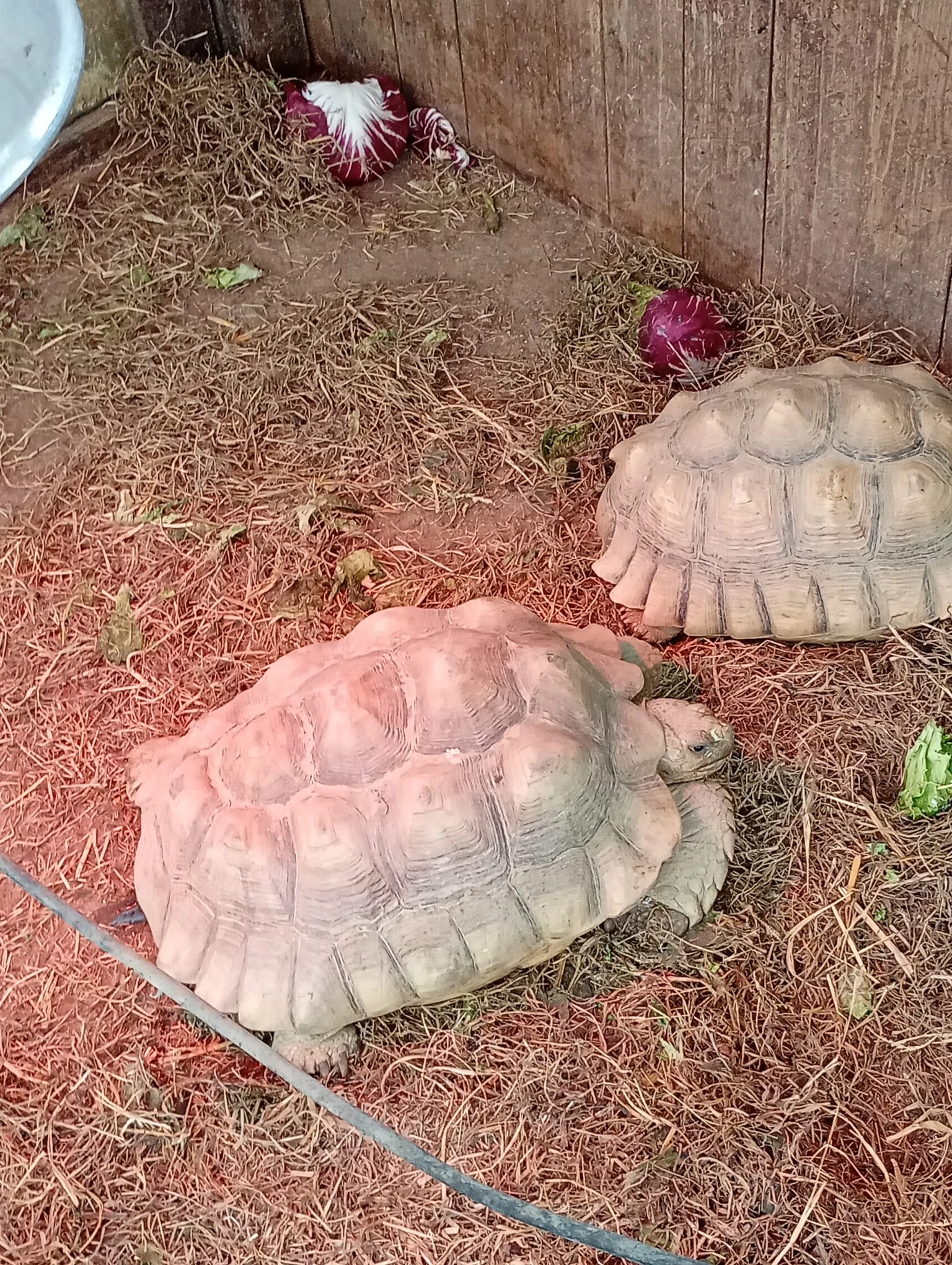 Sulcata