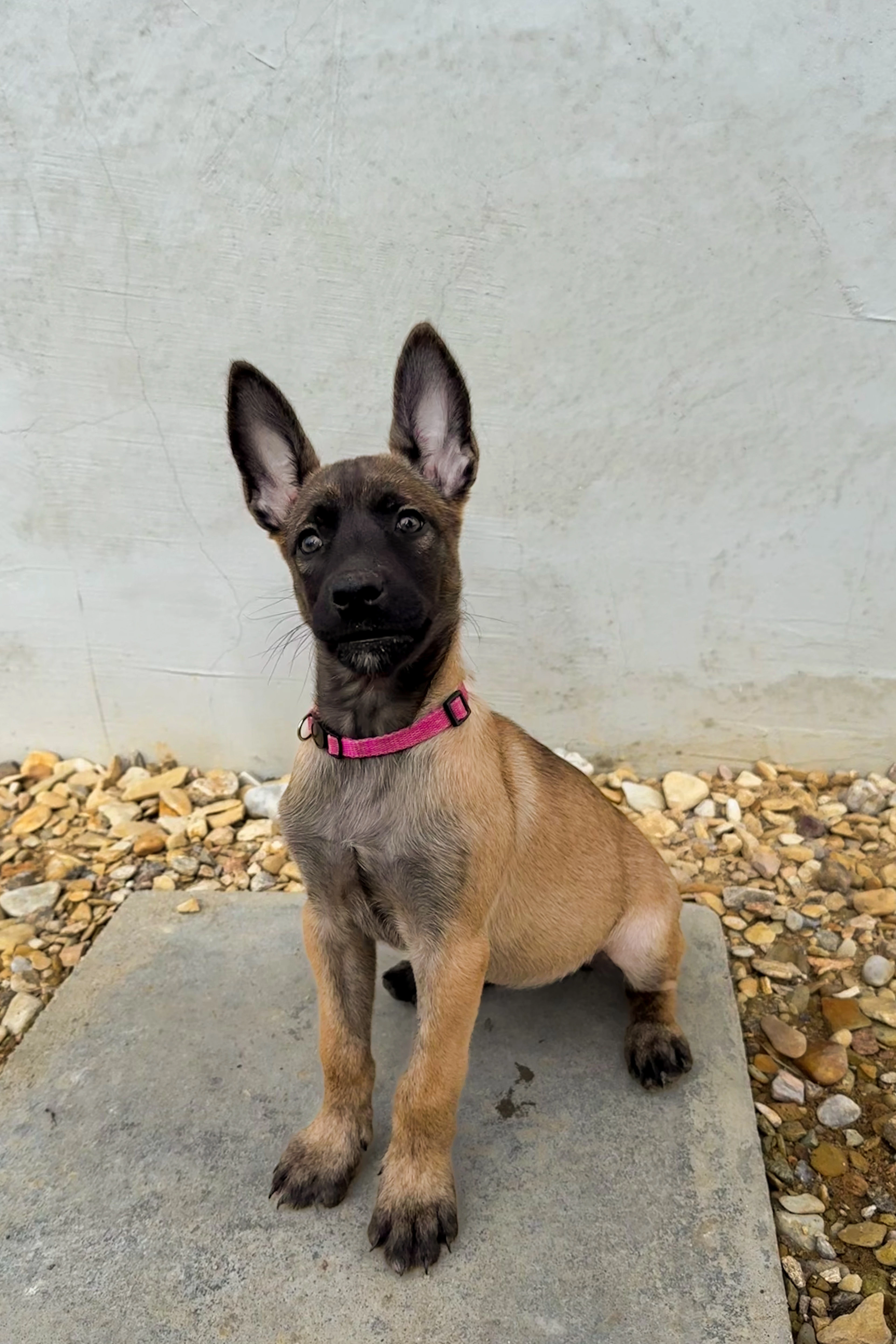 Skvělá fena, vhodná do sportu- BO-Malinois s PP