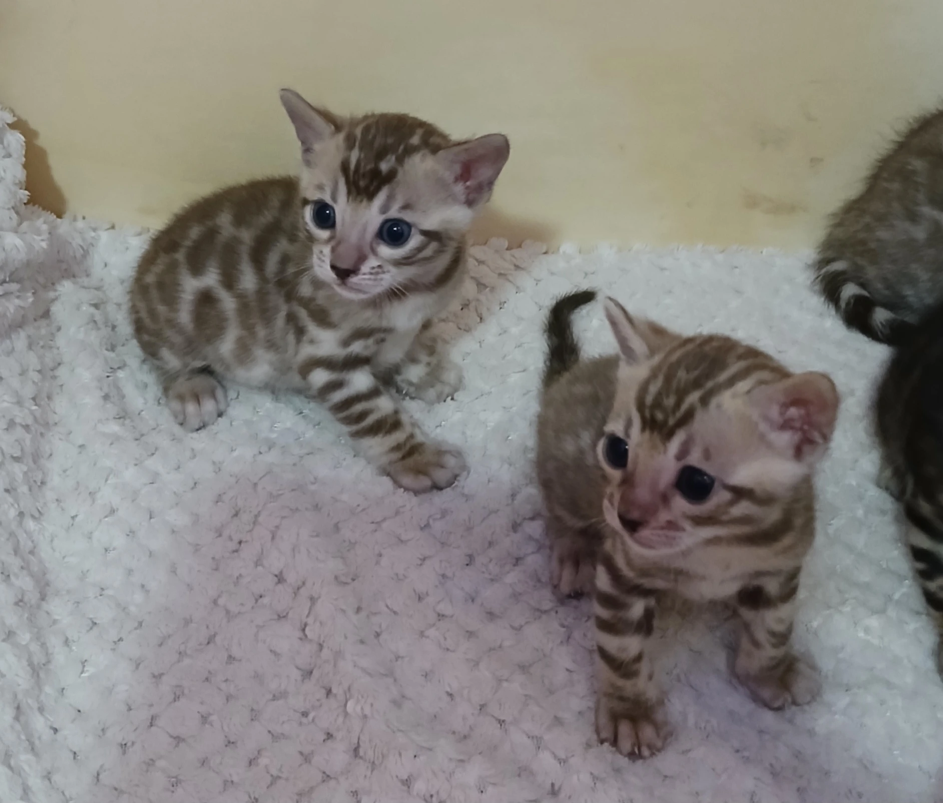 Bengálská rozetová koťátka