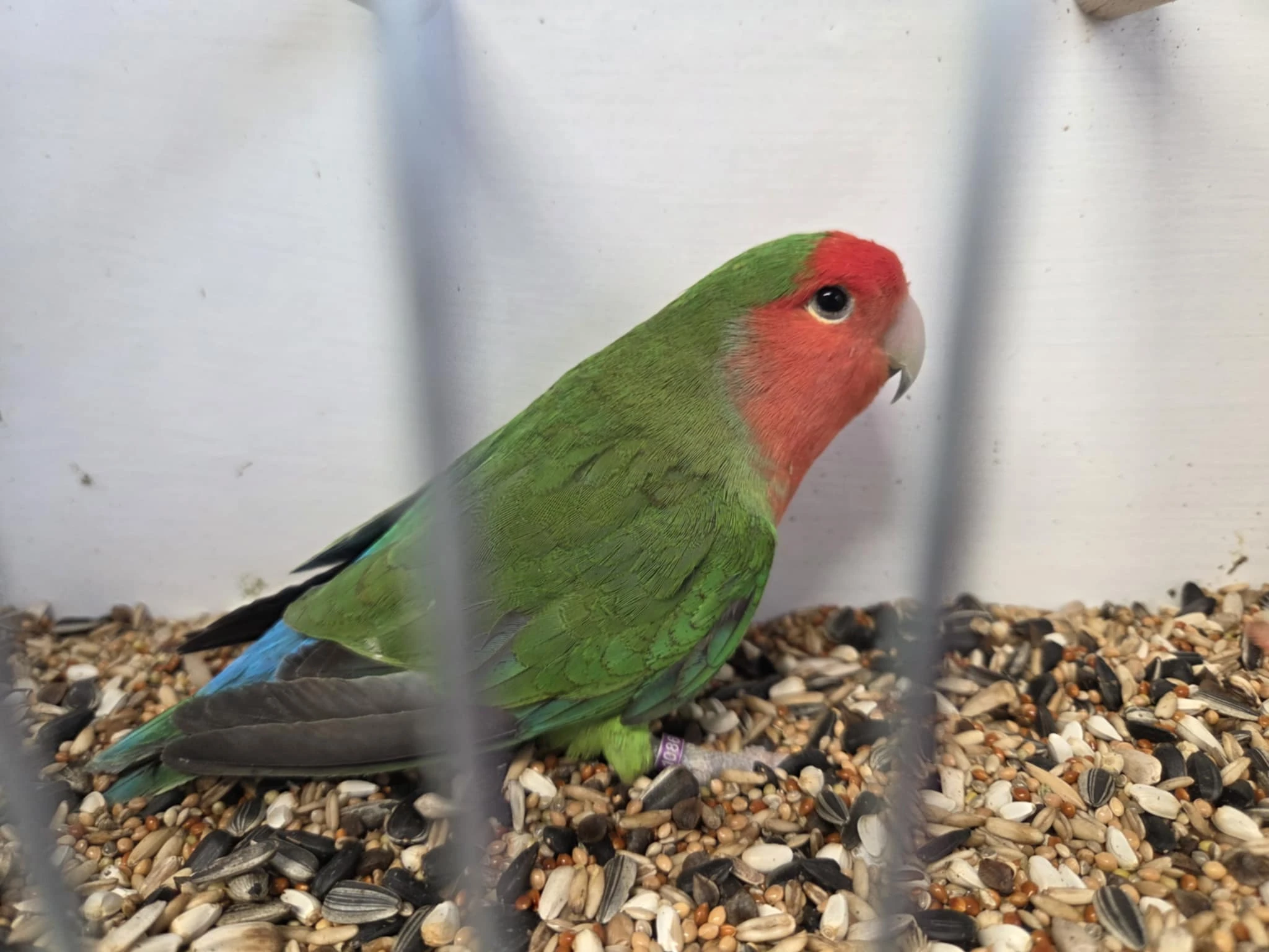 Agapornis růžohrdlý (Agapornis roseicollis)