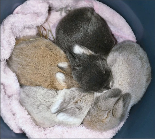 Zakrslý beránci MiniLop