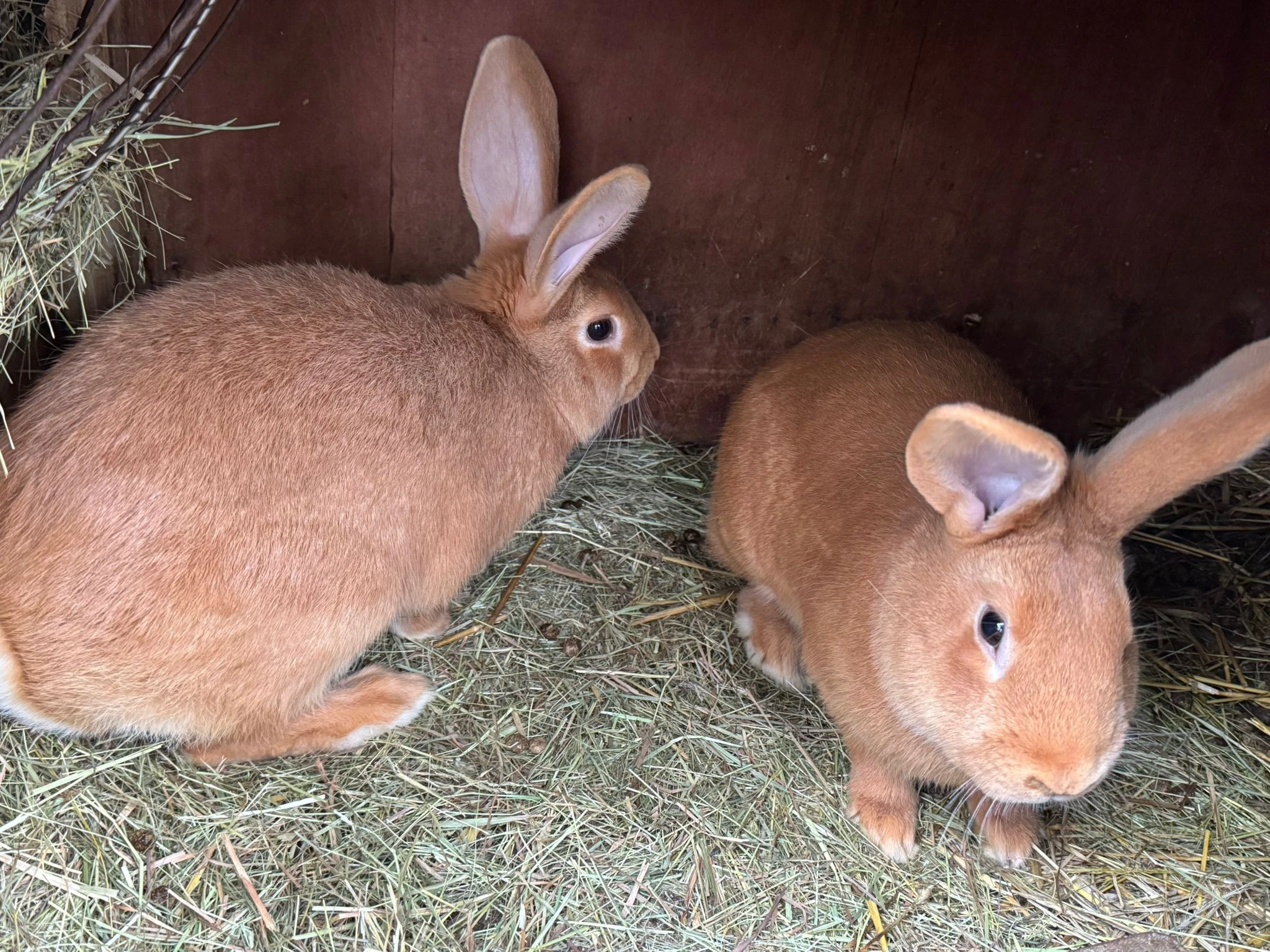 Burgundský králík (již jen samice)