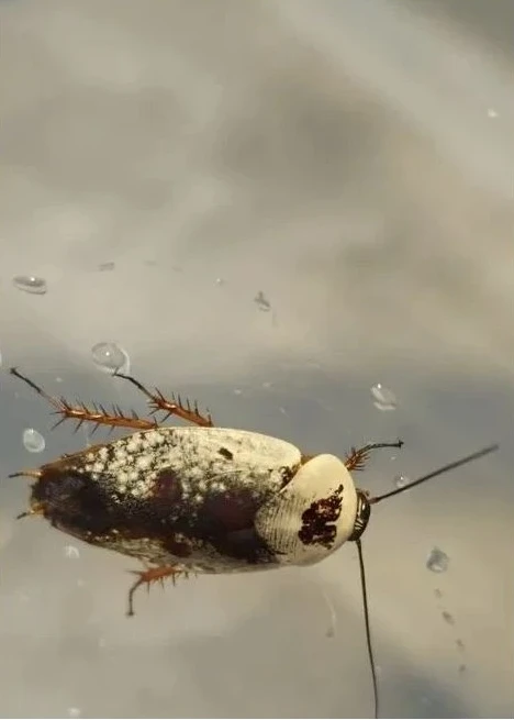 Gyna caffrorum (násada)