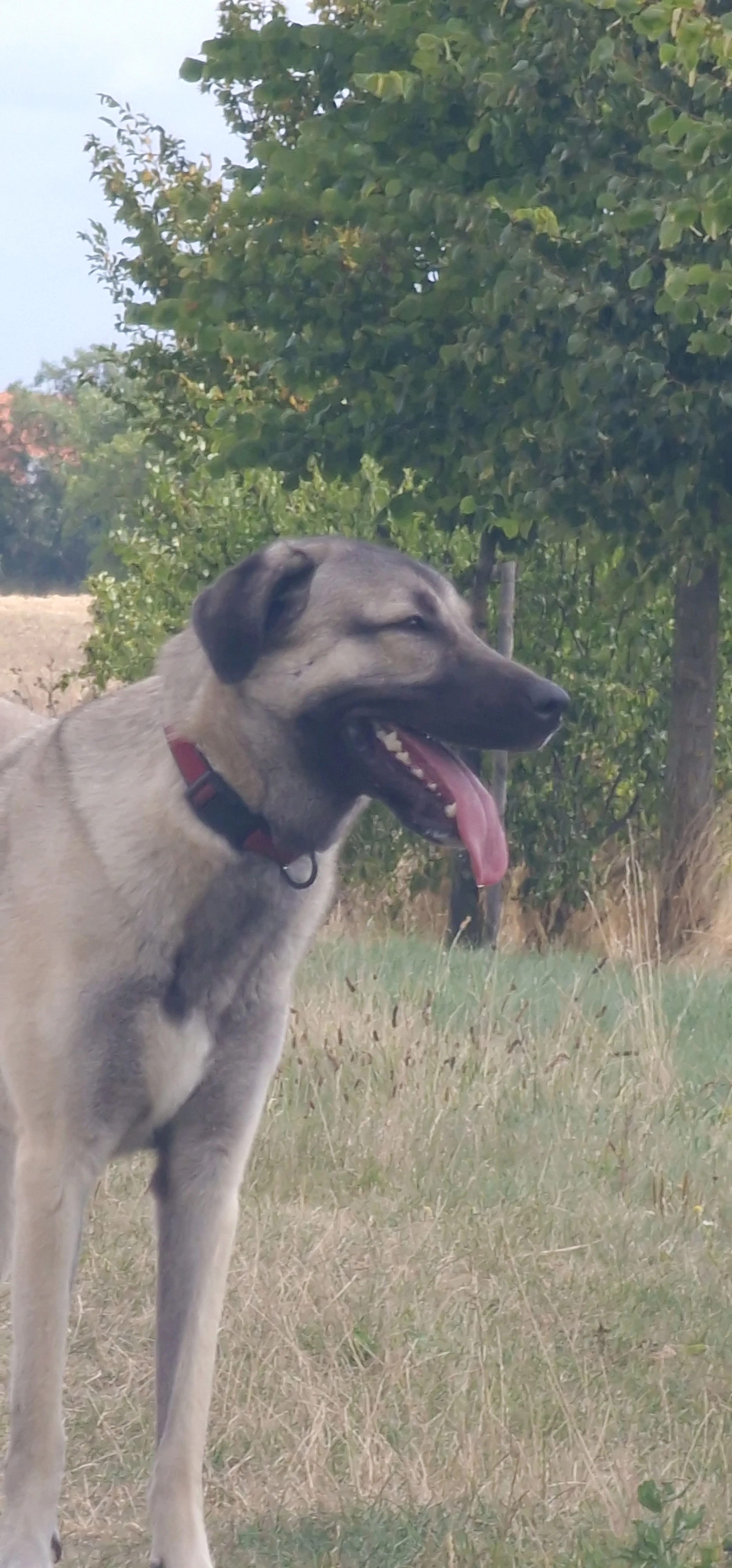 Nabízím k adopci fenu Kangal