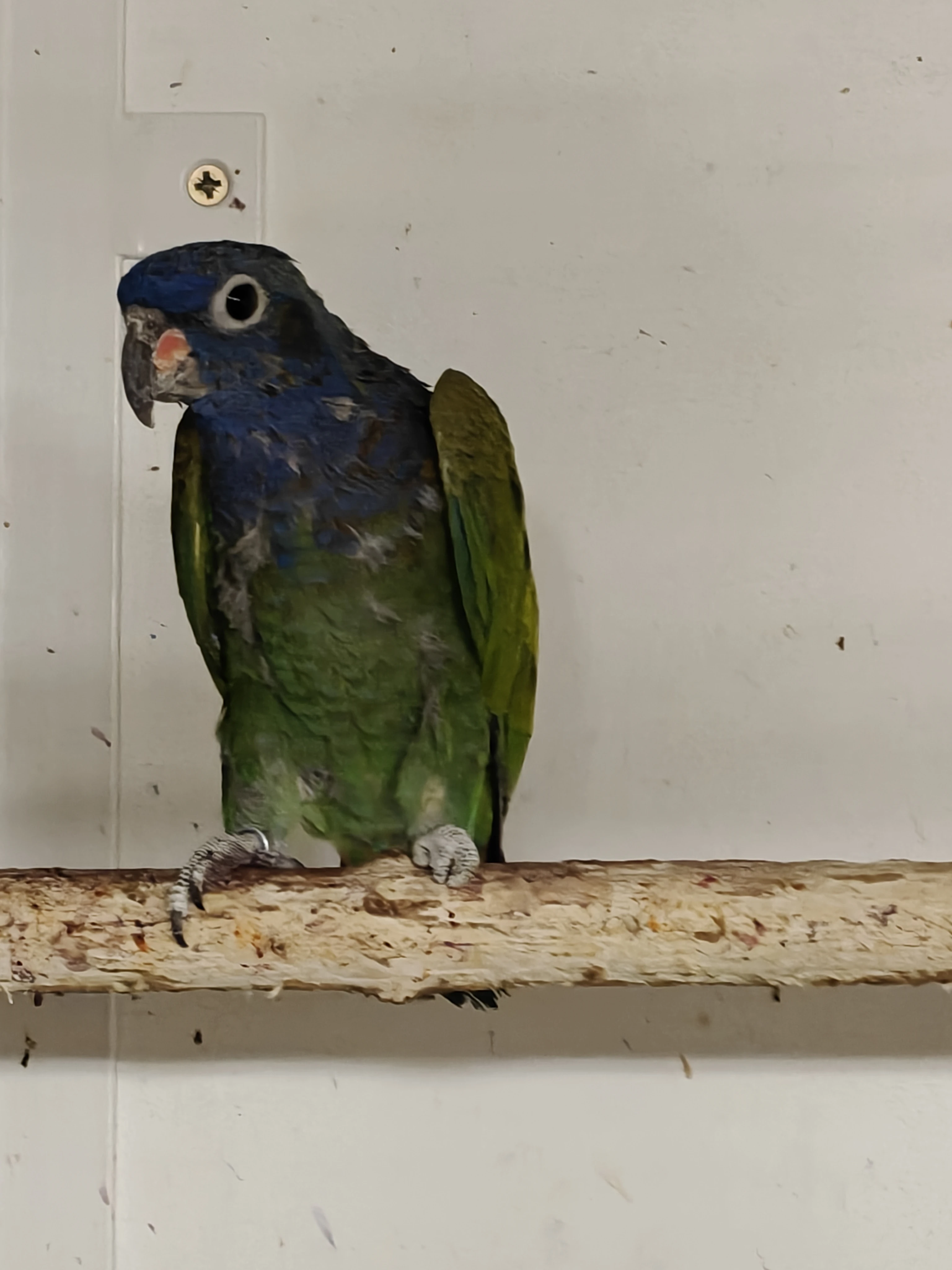 1,0 Amazonek modrohlavý,