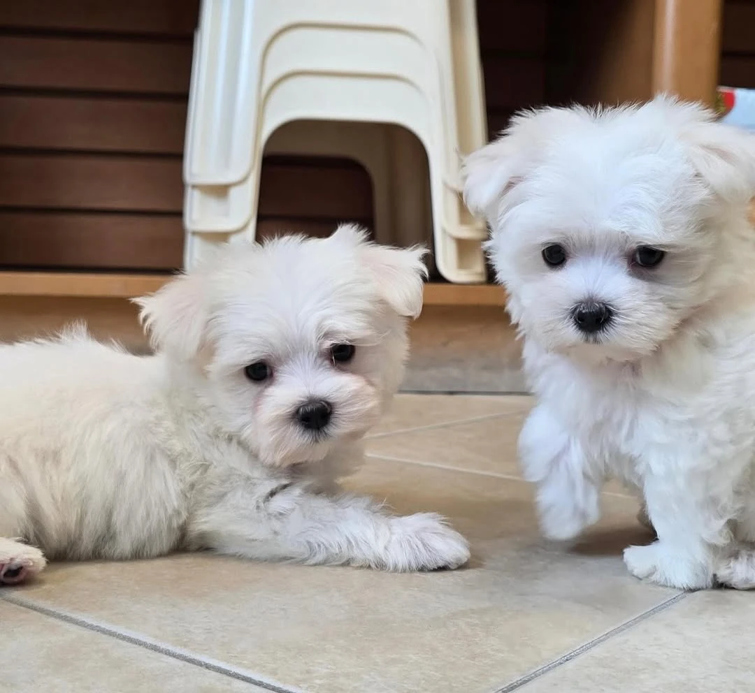 Štěňata maltézského ovčáka k adopci