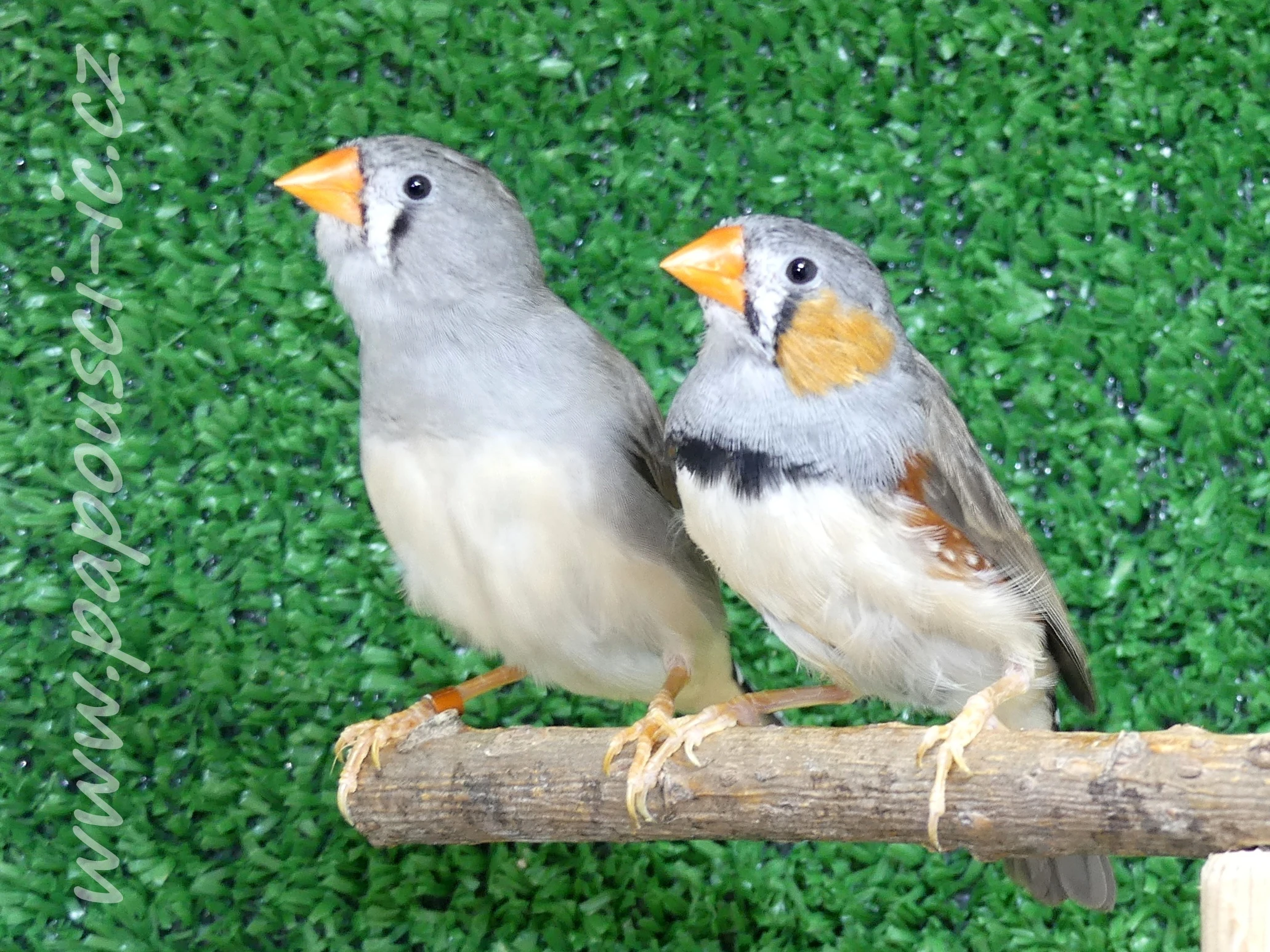 Zebřička ostrovní timorská