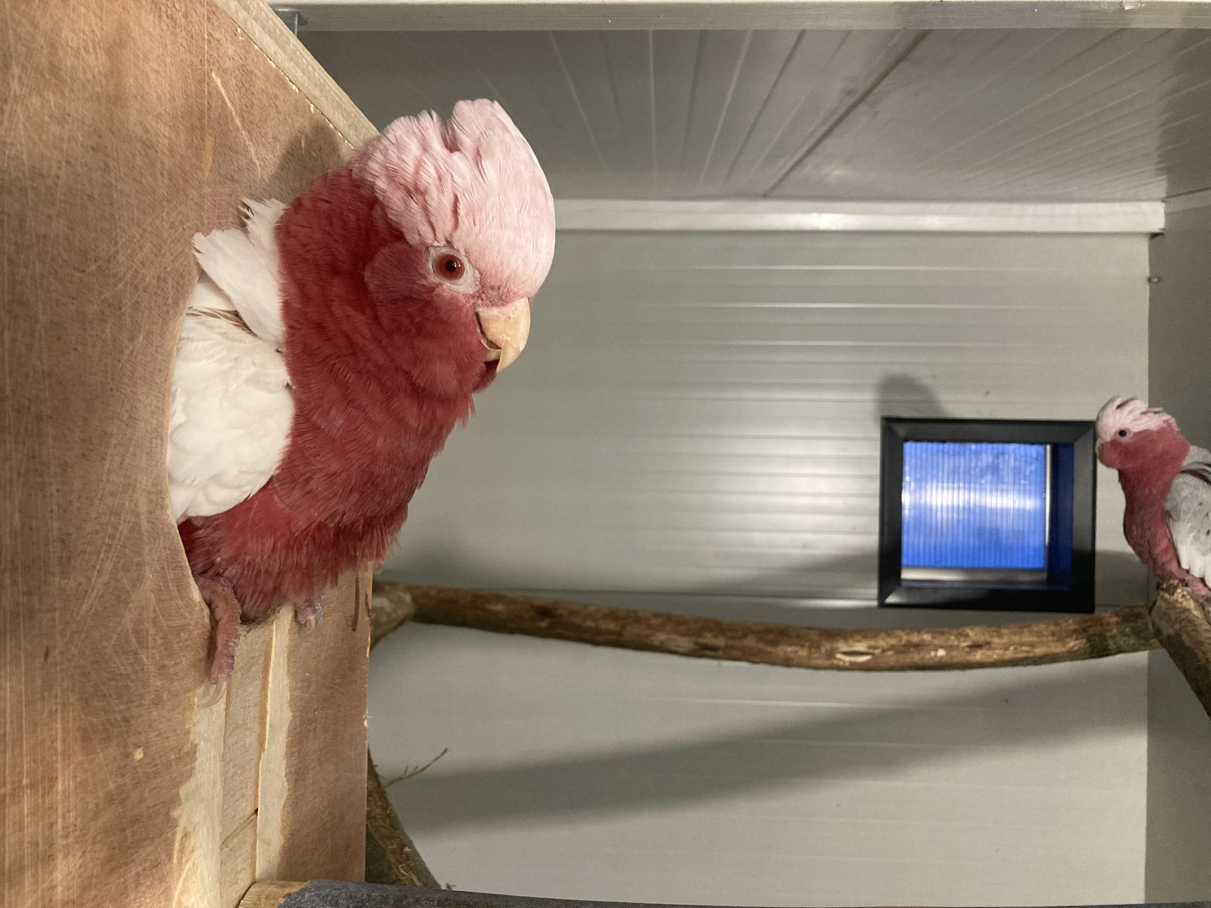 Kakadu ružový lutino