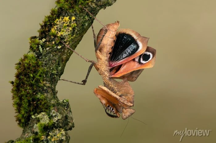 Deroplatys desiccata