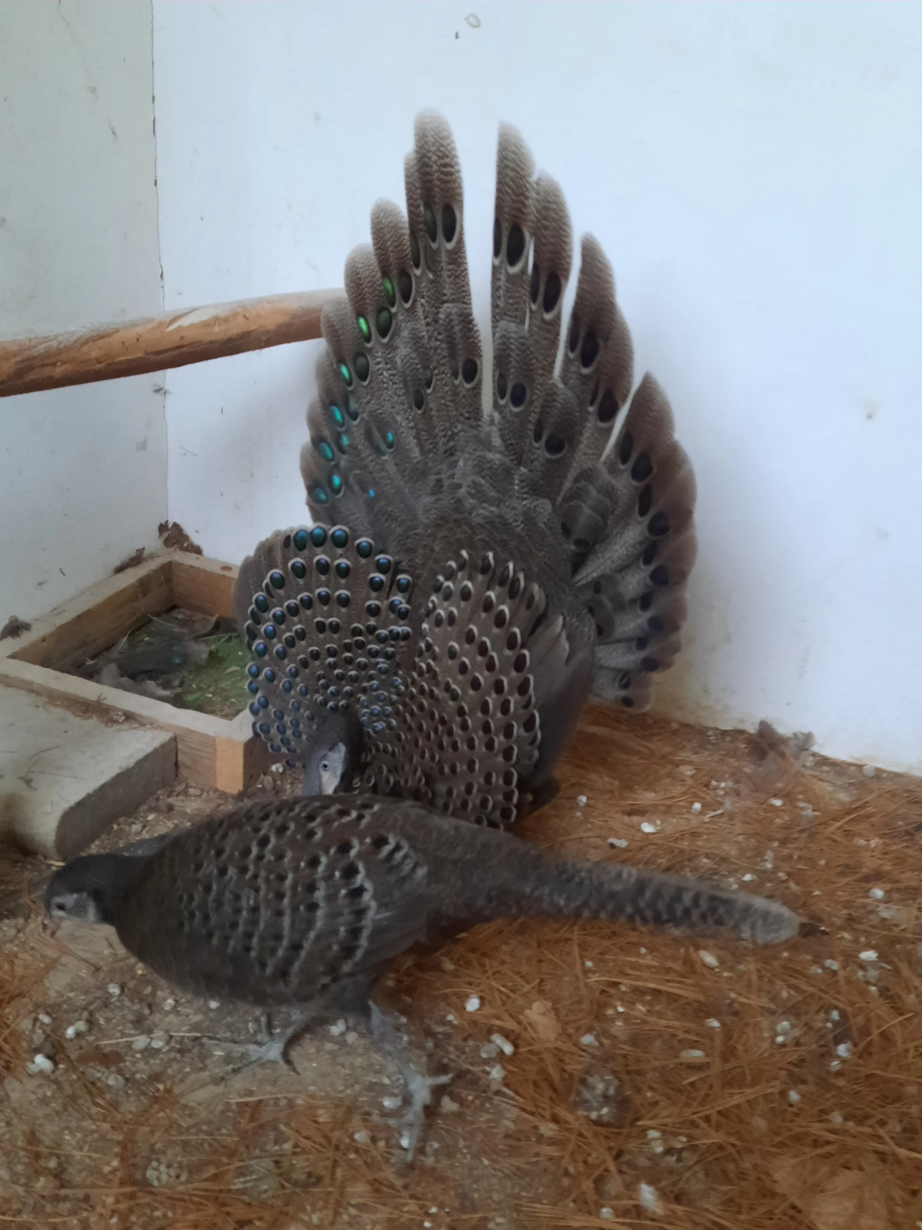 Bažanti paví šedí