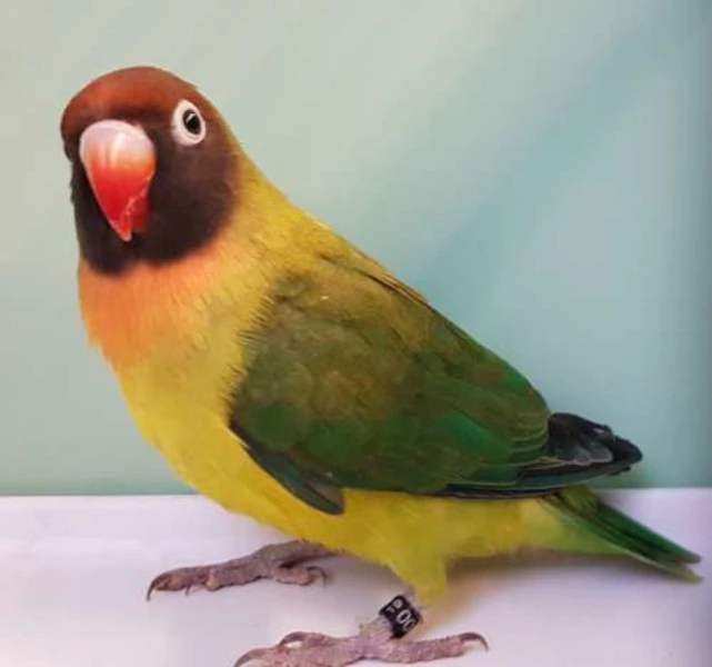 Agapornis hnědohlavý (ag. nigrigenis) Euwing mutace