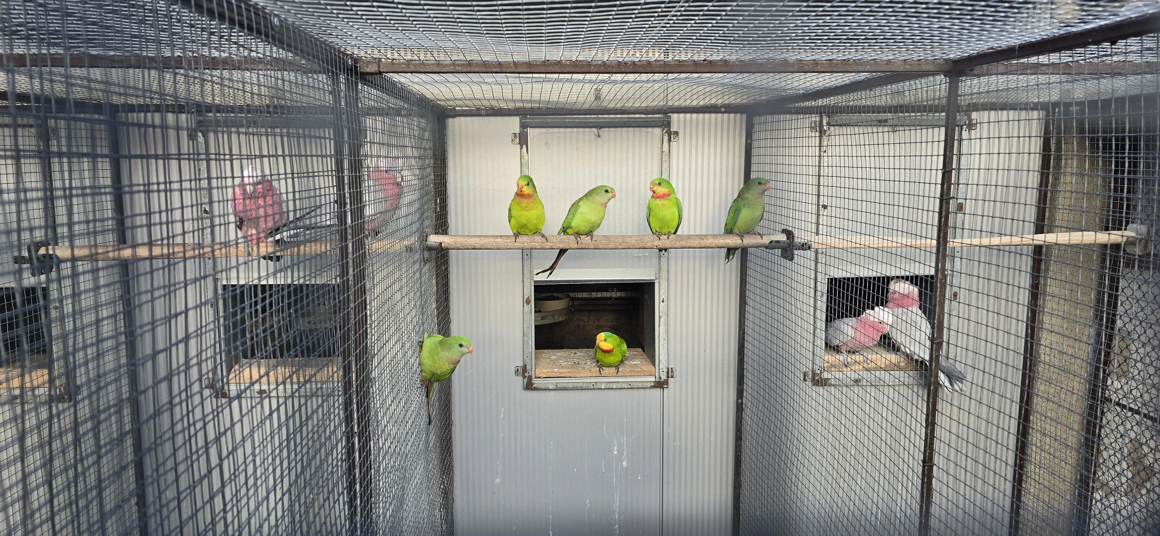 Papoušek Nádherný