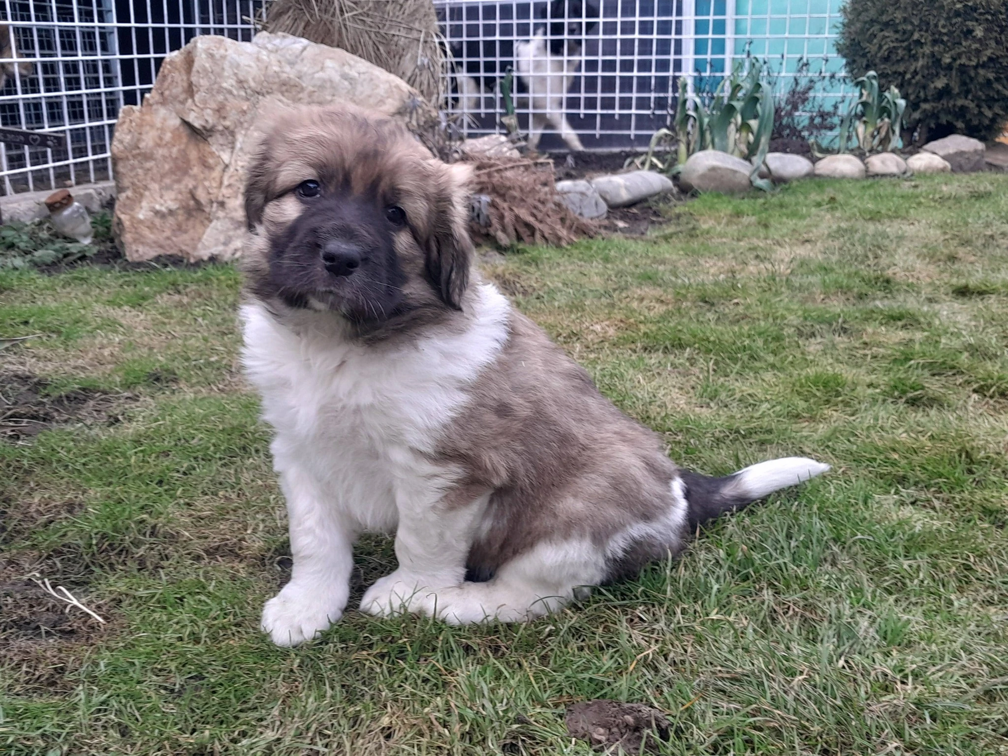 Český horský pes s PP