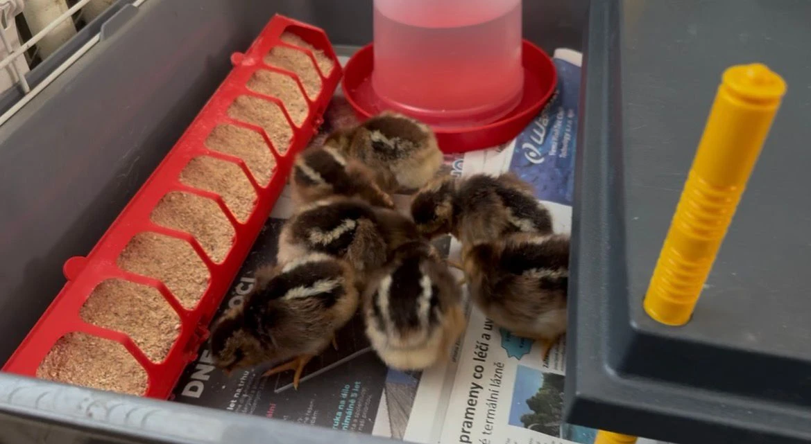 Vlaška koroptví - týdenní kuřata