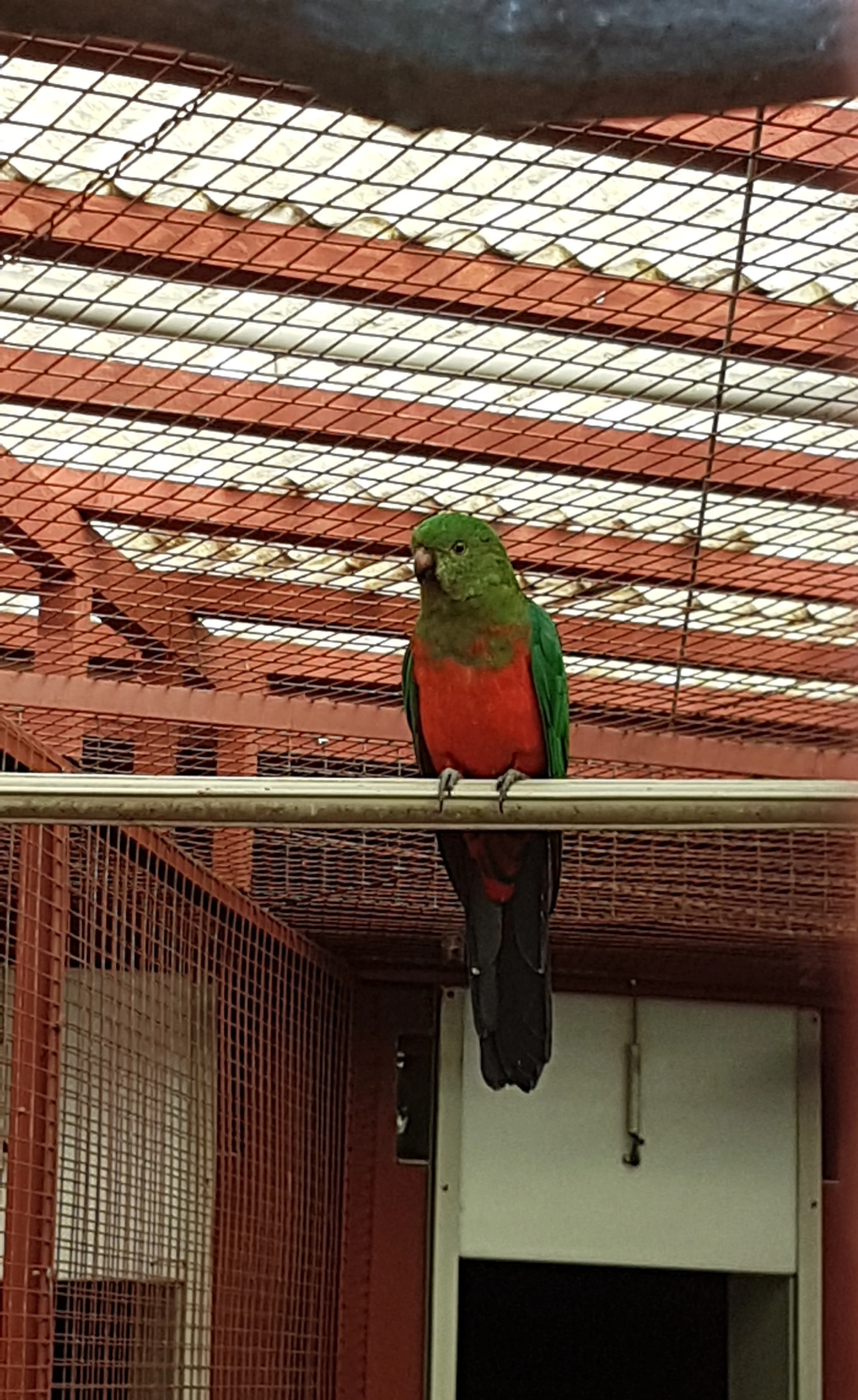 Papoušek královský - samec