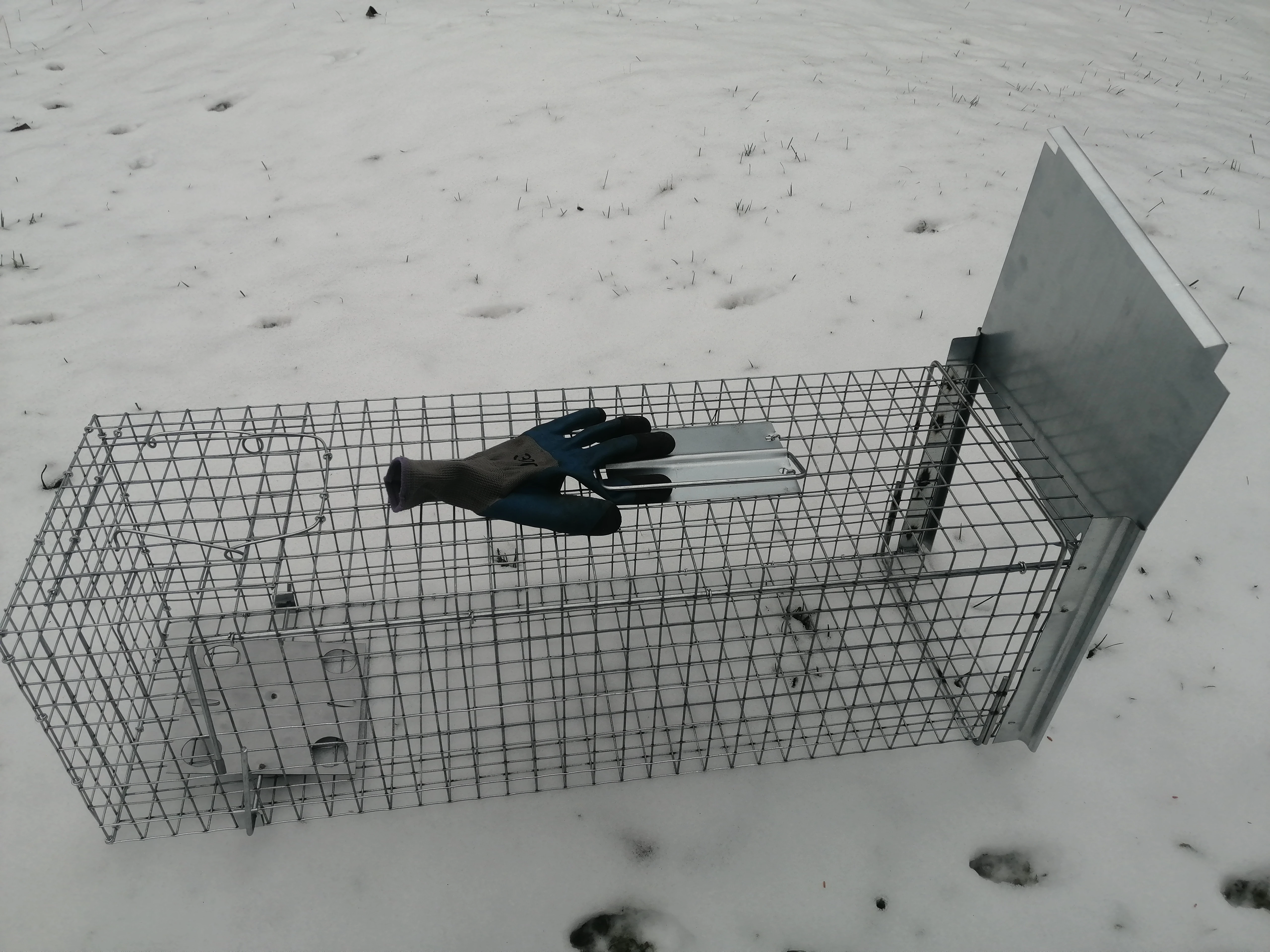 Sklopec velký, Past na kuny, potkany, nutrie, kočky tchoře atd