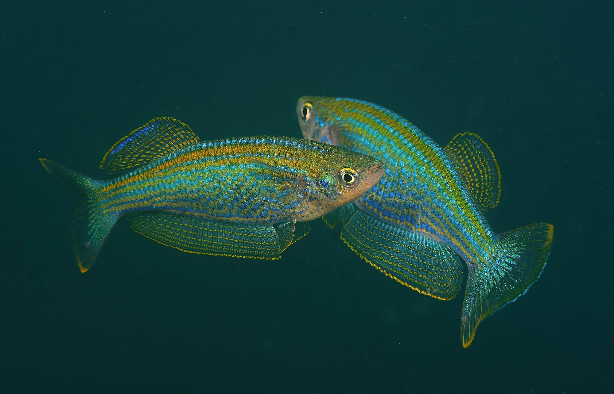 Zářnoočko tanganické