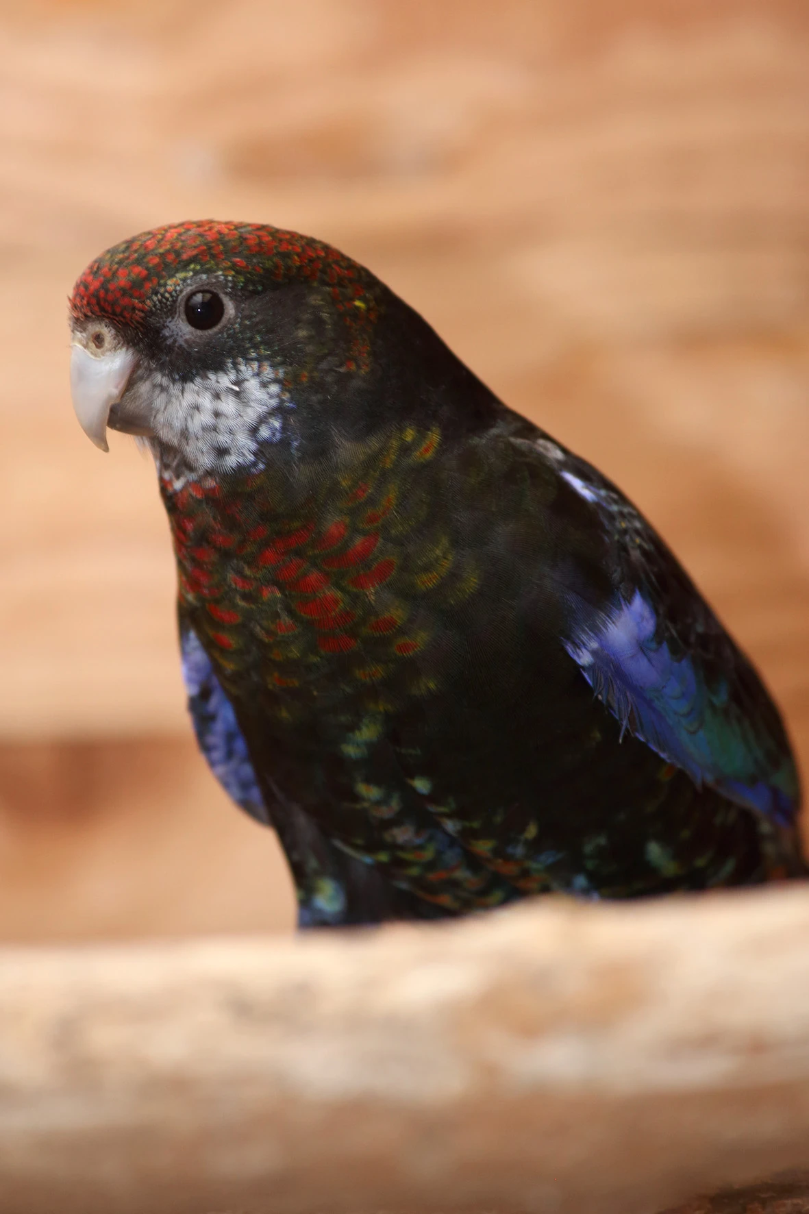 Rosela pestrá černá opalinová