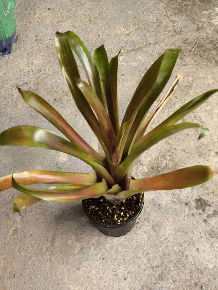 Bromélie a terarijní rostliny, masožravé rostliny